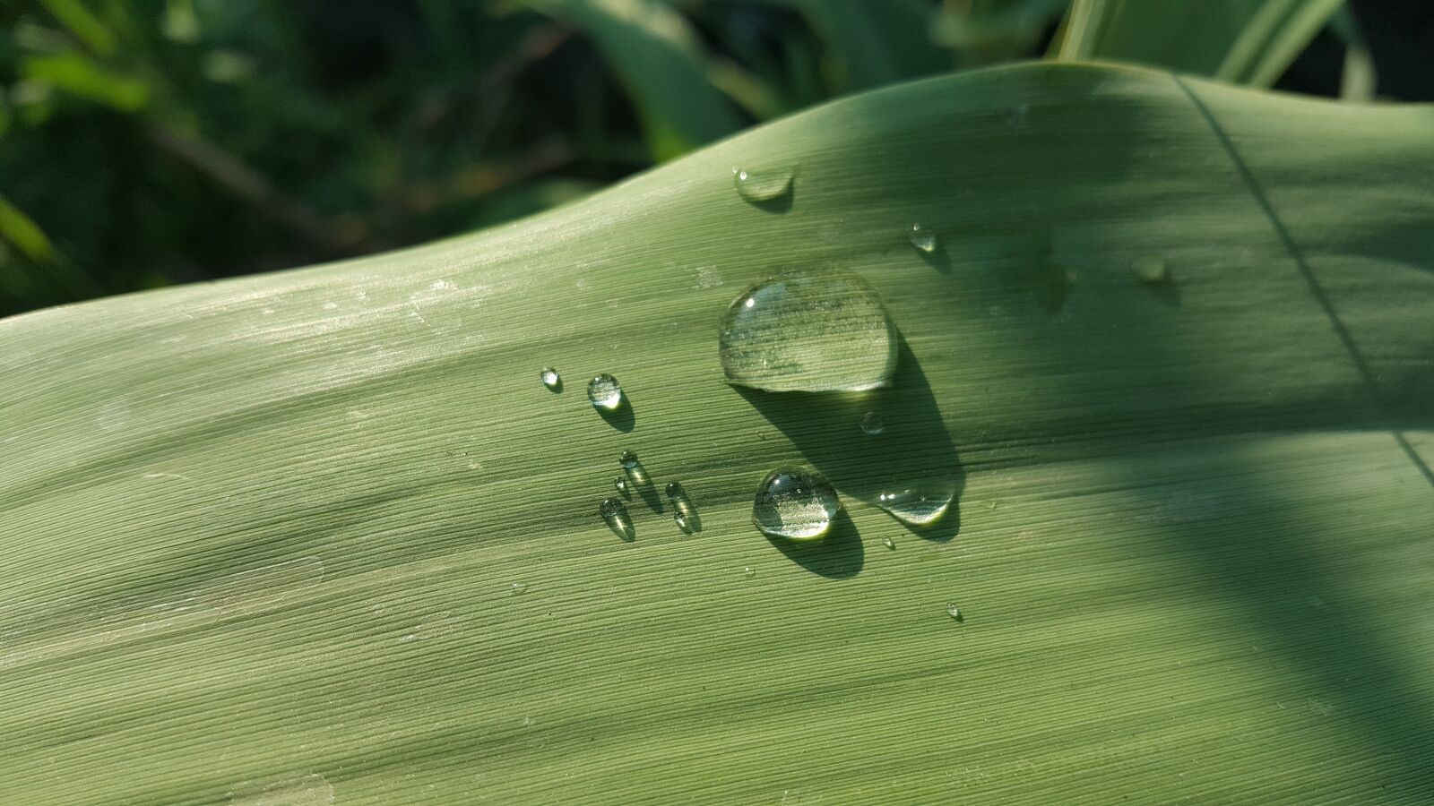 Samsung Galaxy Note5 sample photo. Drops, water, morning photography