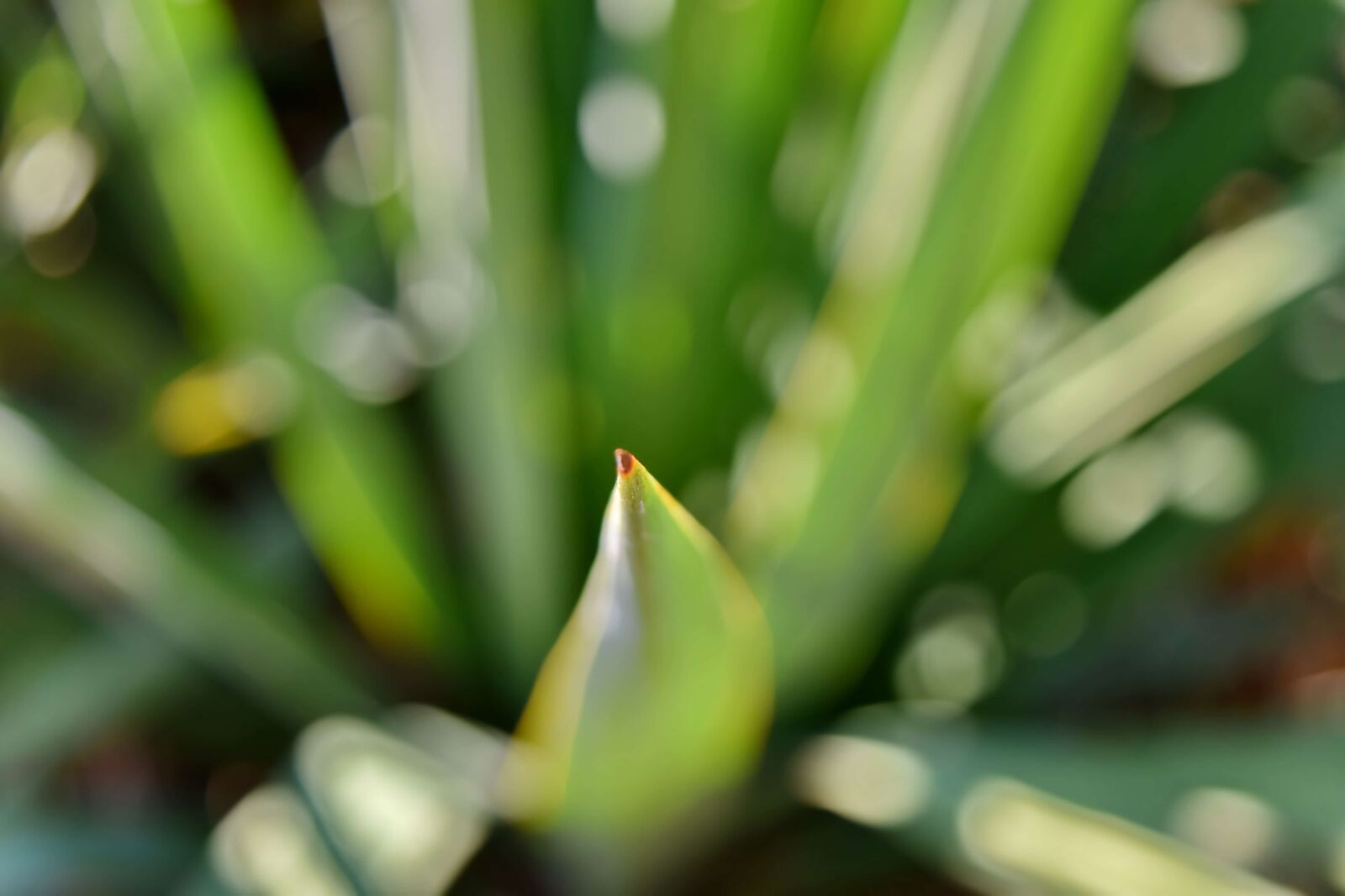 Nikon D5500 sample photo. Green leaves, greenery, herb photography
