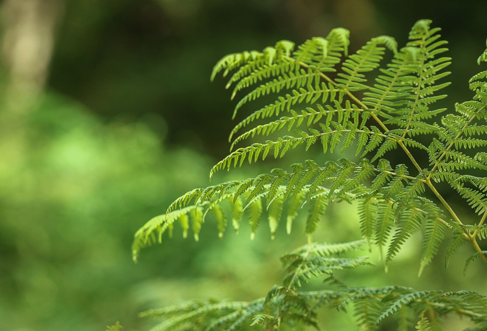 Canon EOS 500D (EOS Rebel T1i / EOS Kiss X3) sample photo. Green, ferns, leaves photography
