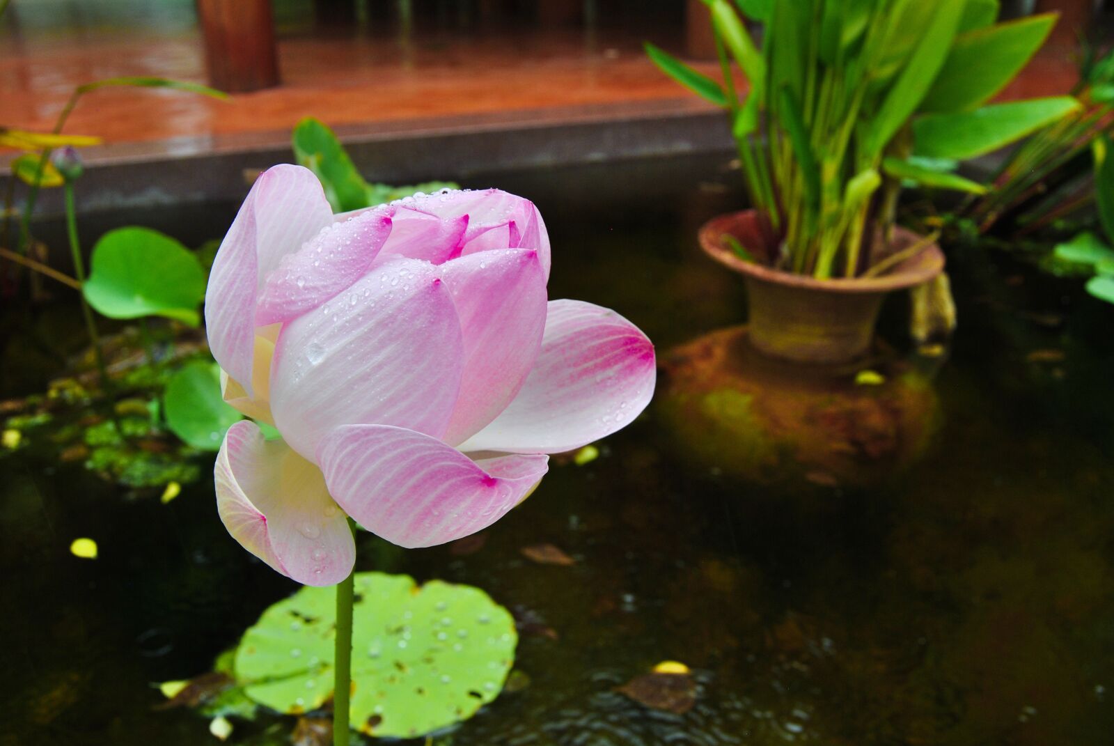 Nikon D3000 sample photo. Flowers, lotus, the pink photography