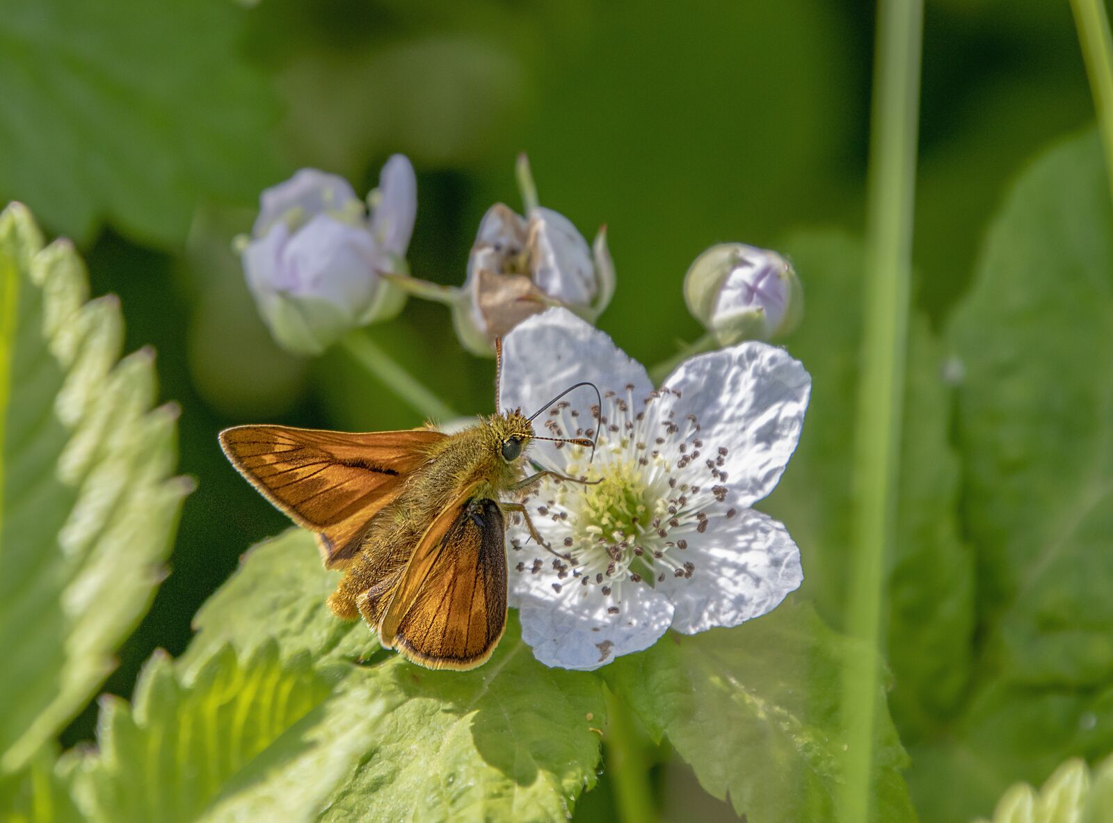 Sigma 100-400mm F5-6.3 DG OS HSM sample photo. Butterfly, large skipper, wings photography