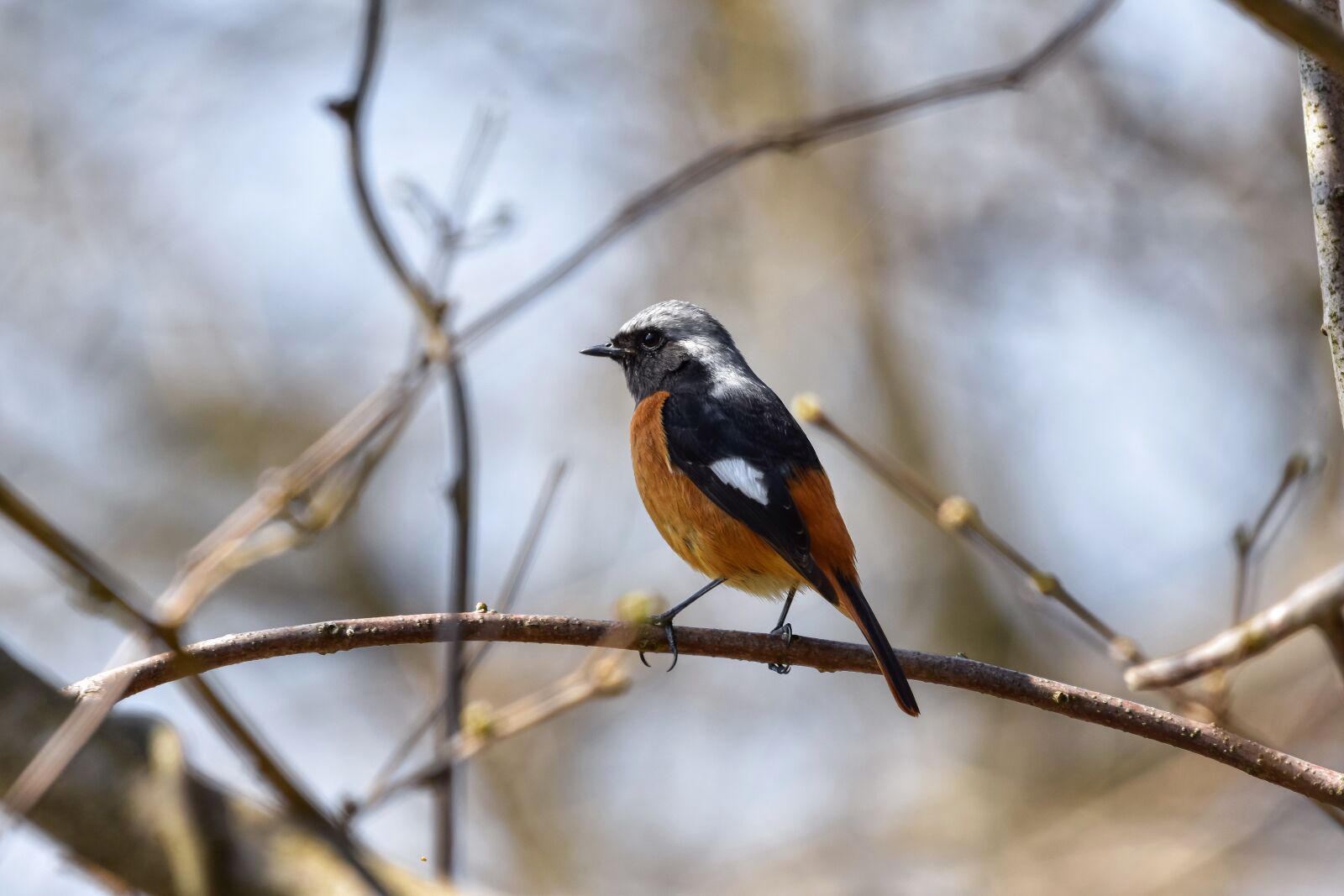 Nikon D7200 sample photo. Animal, forest, wood photography