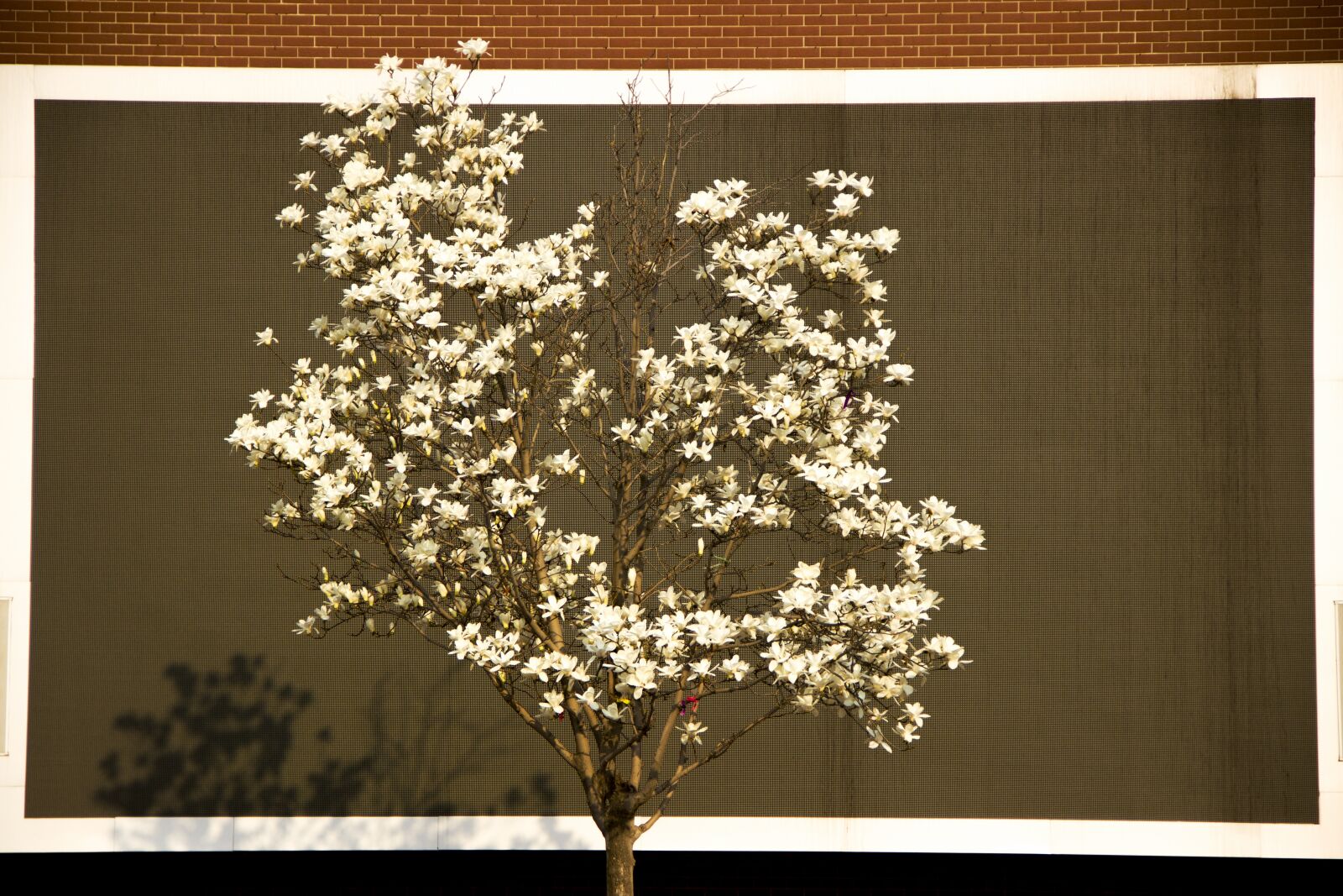 Canon EF-S 18-135mm F3.5-5.6 IS sample photo. Magnolia, white flower, small photography