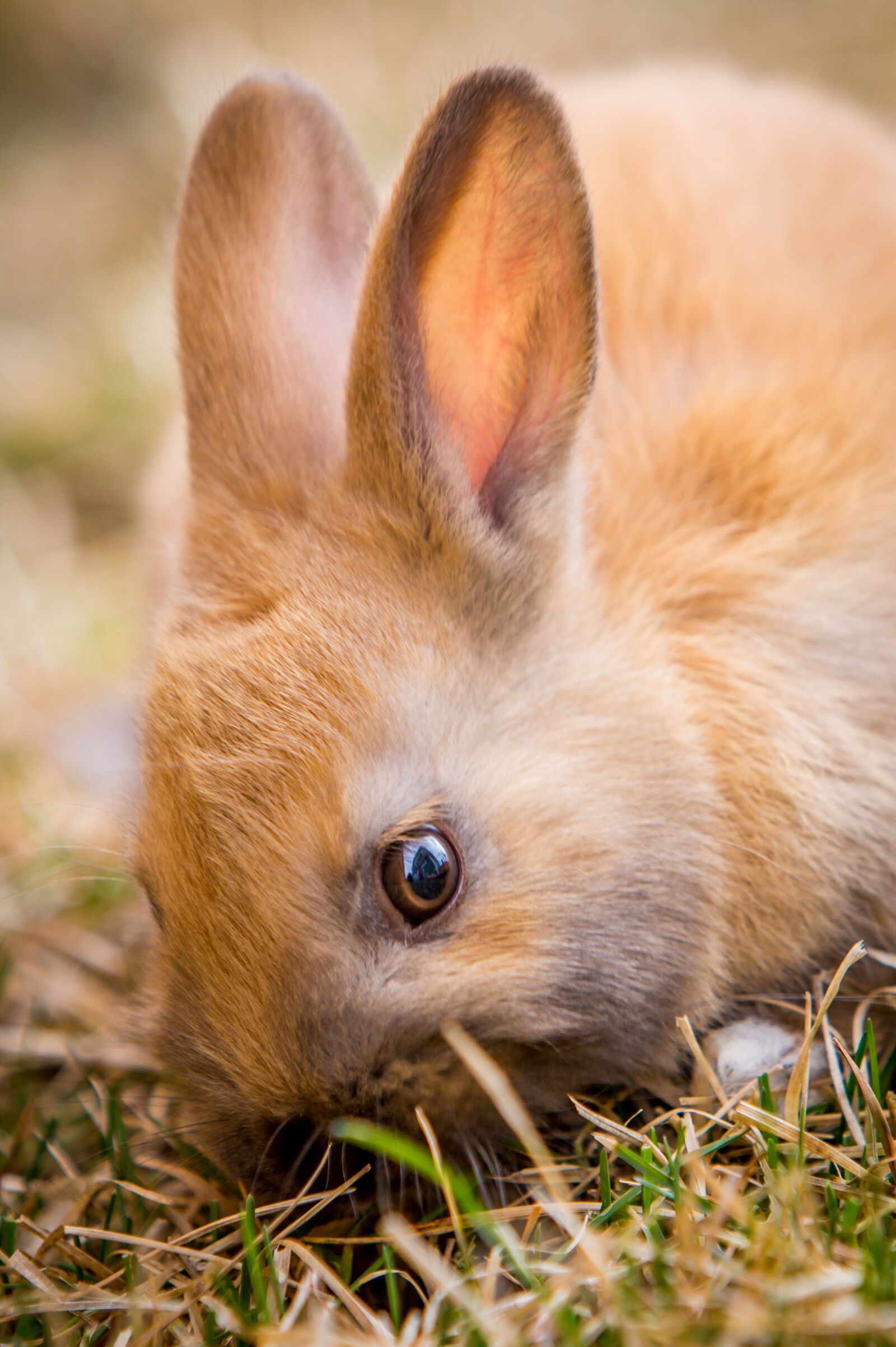 Canon EOS 5D Mark III + Canon EF 70-200mm F2.8L IS USM sample photo. Adorable, bunny, cute, easter photography