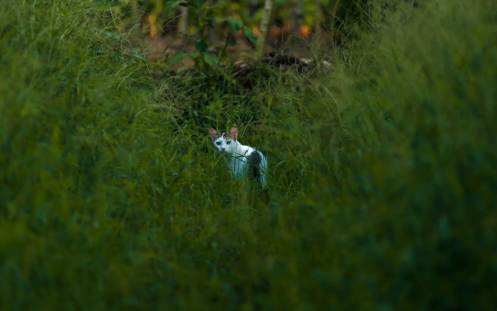 Canon EOS 700D (EOS Rebel T5i / EOS Kiss X7i) sample photo. Cat, nature, looking photography