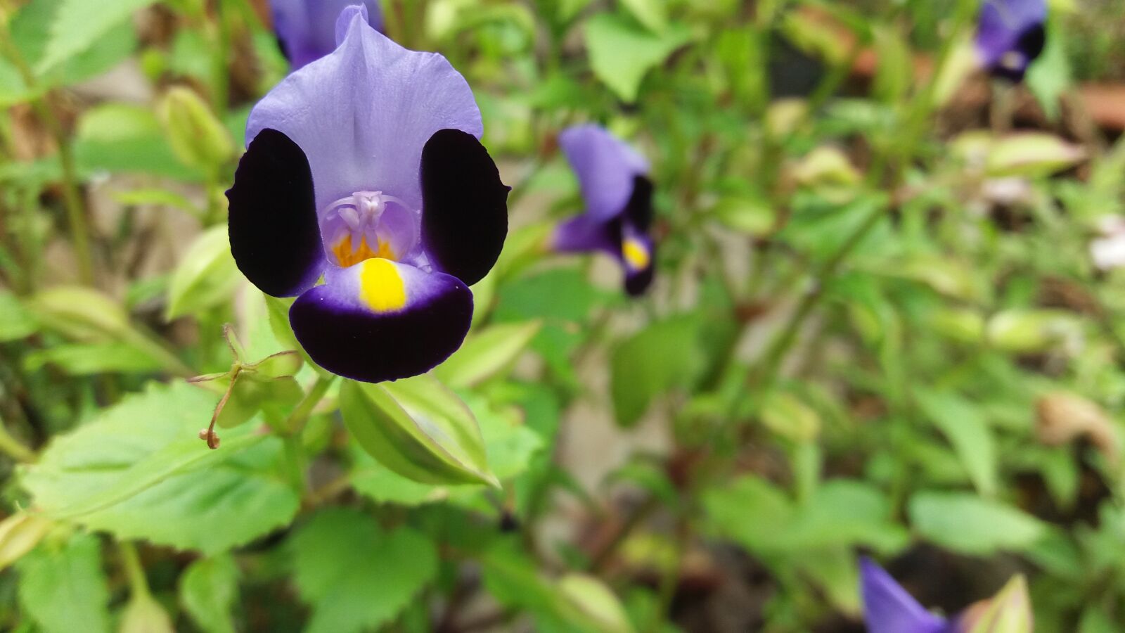 Samsung Galaxy J5 sample photo. Violet, blue violet, dark photography