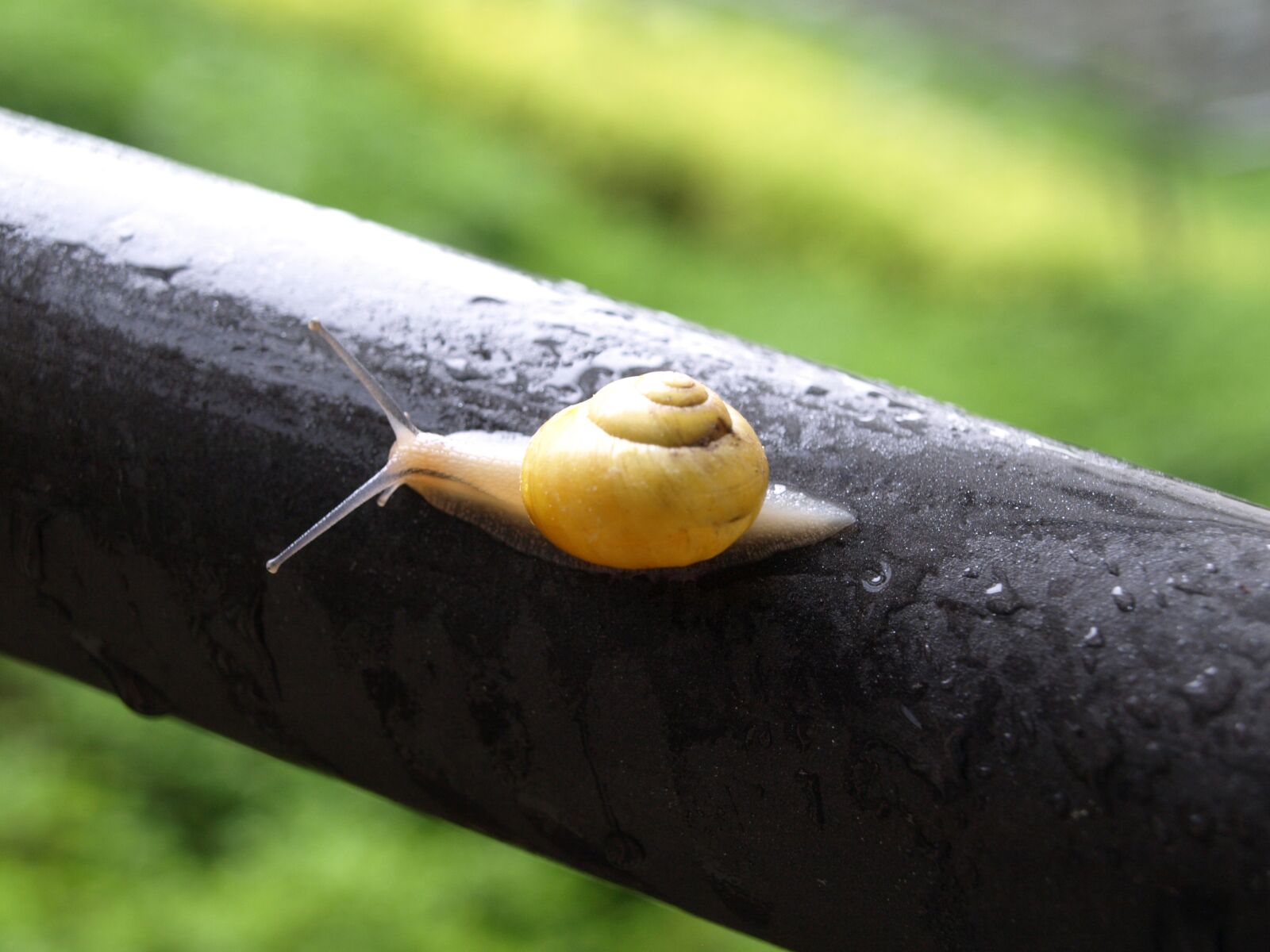 Olympus E-510 (EVOLT E-510) sample photo. Snail, mollusk, shell photography