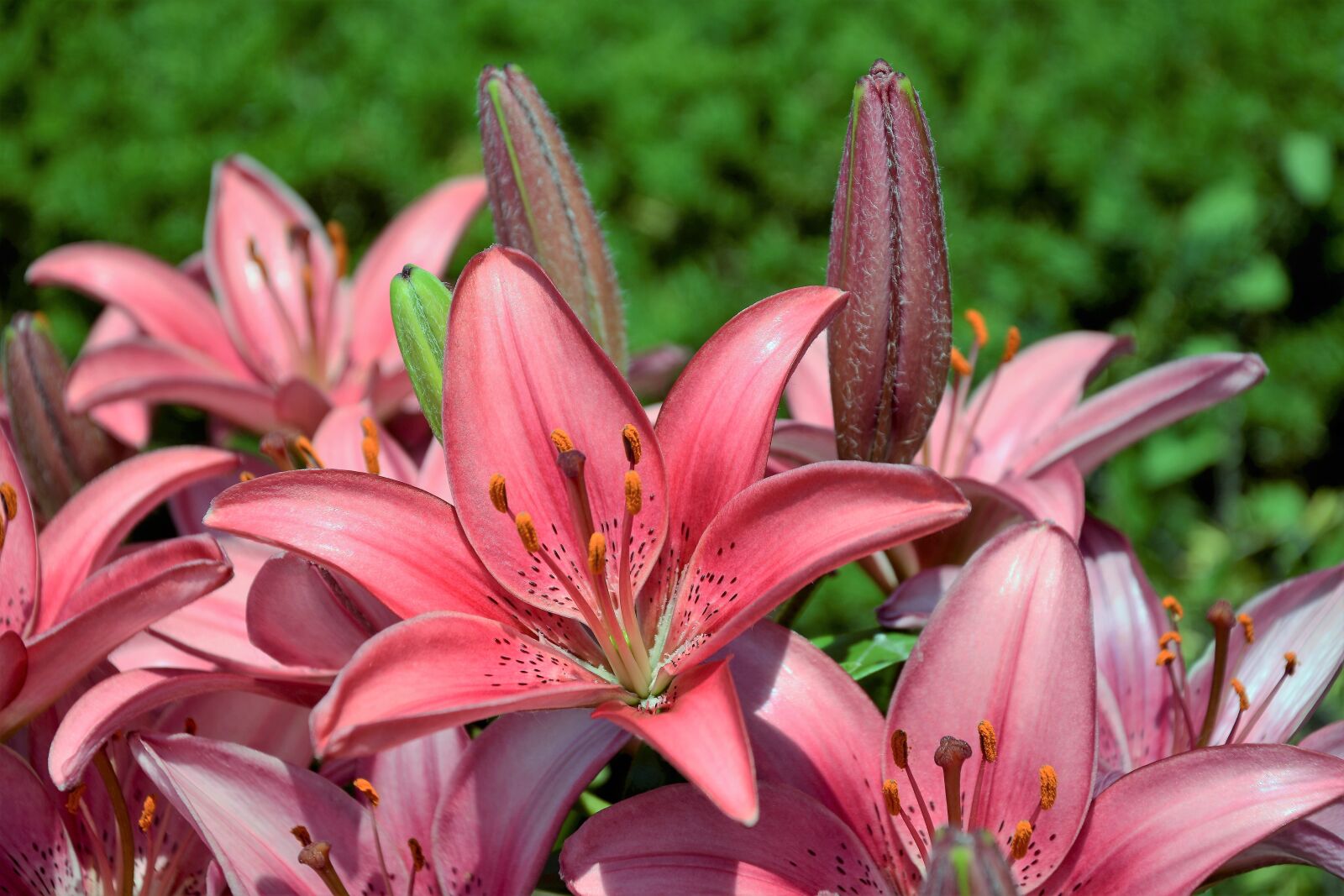Nikon D7100 sample photo. Flowers, lilies, hybrid photography