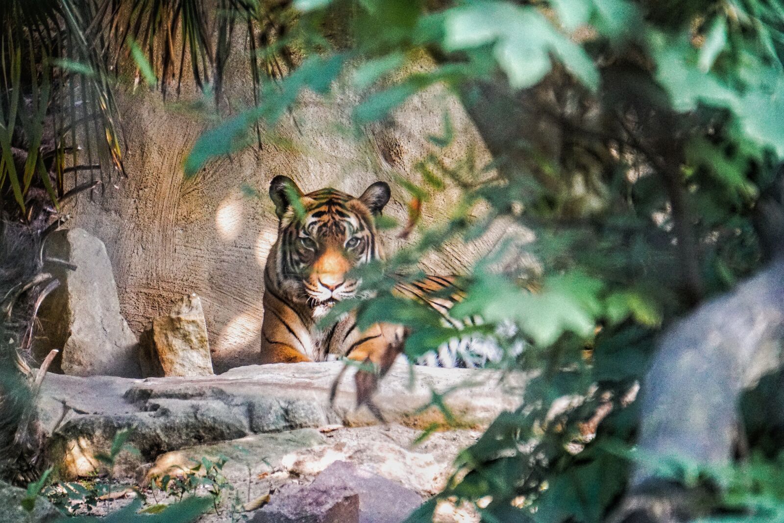 E 55-210mm F4.5-6.3 OSS sample photo. "Tiger, zoo, natur" photography