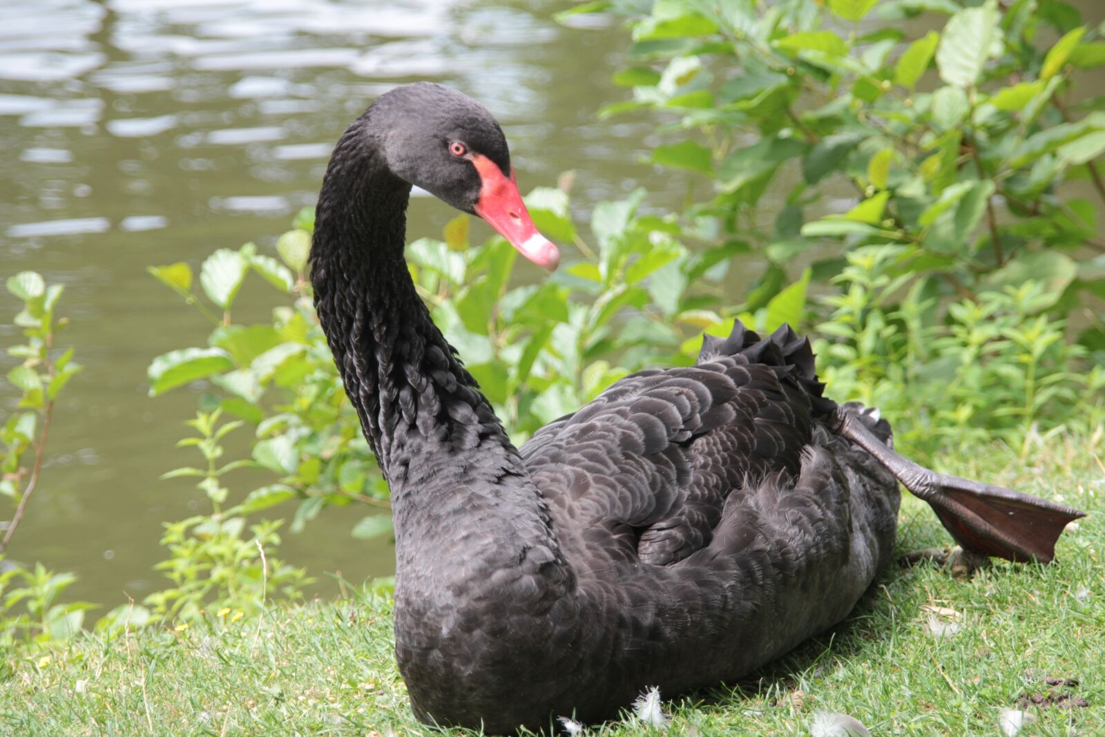 Canon EOS 550D (EOS Rebel T2i / EOS Kiss X4) sample photo. France, swan, nature photography