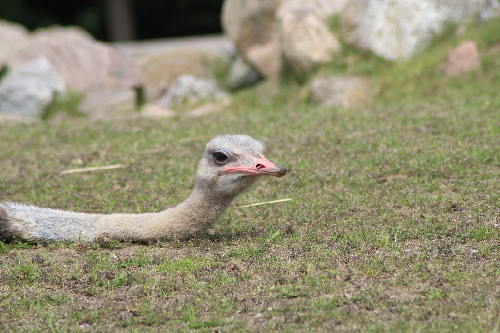 Canon EOS 1300D (EOS Rebel T6 / EOS Kiss X80) sample photo. Ostrich, lying ostrich, ree photography