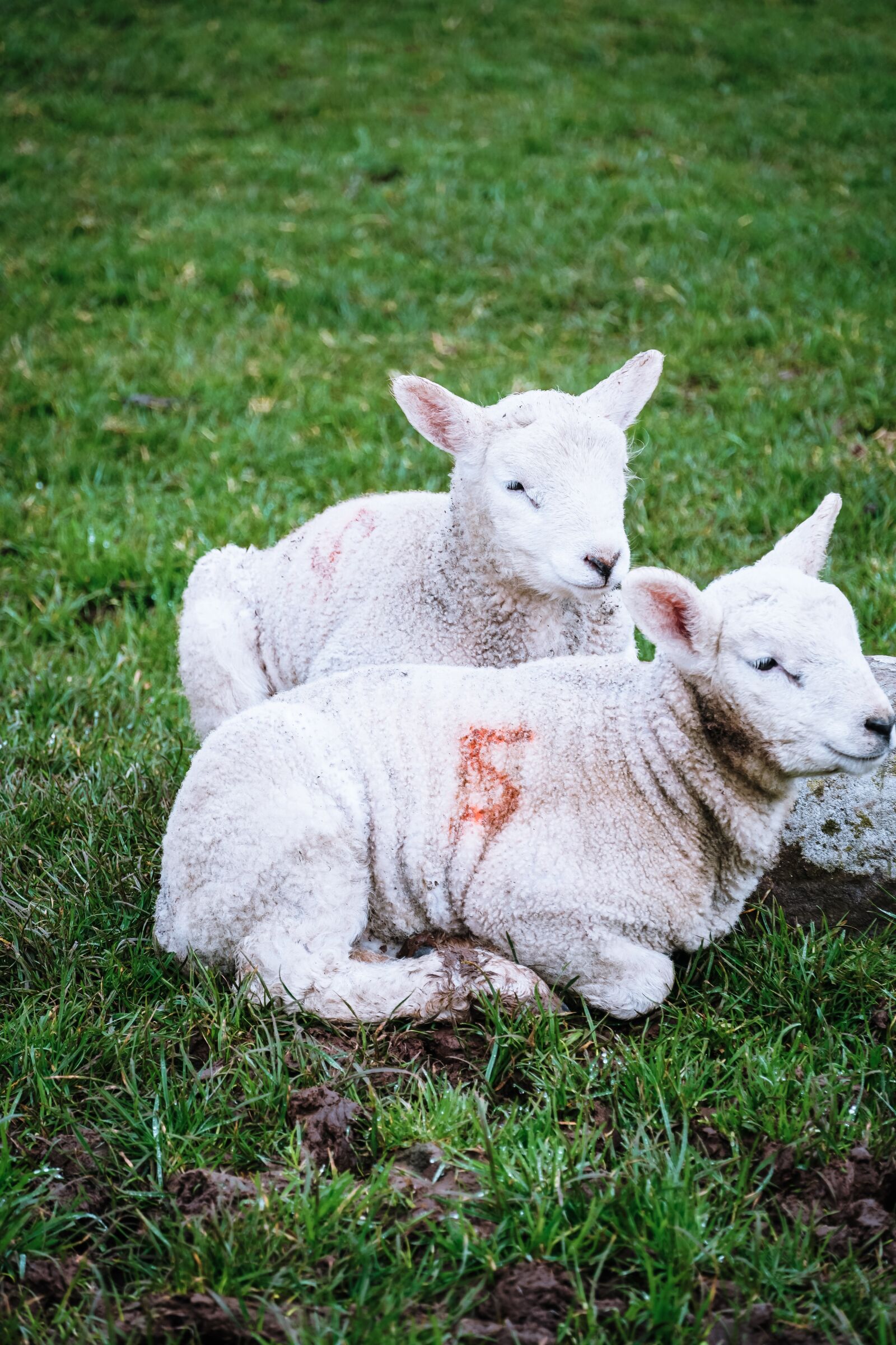 Sony a6500 sample photo. Lambs, ireland, sheep photography