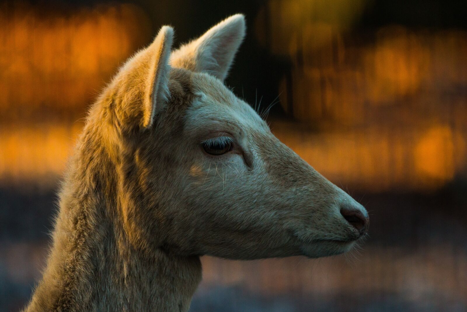 150-600mm F5-6.3 DG OS HSM | Contemporary 015 sample photo. Roe deer, hirsch, red photography