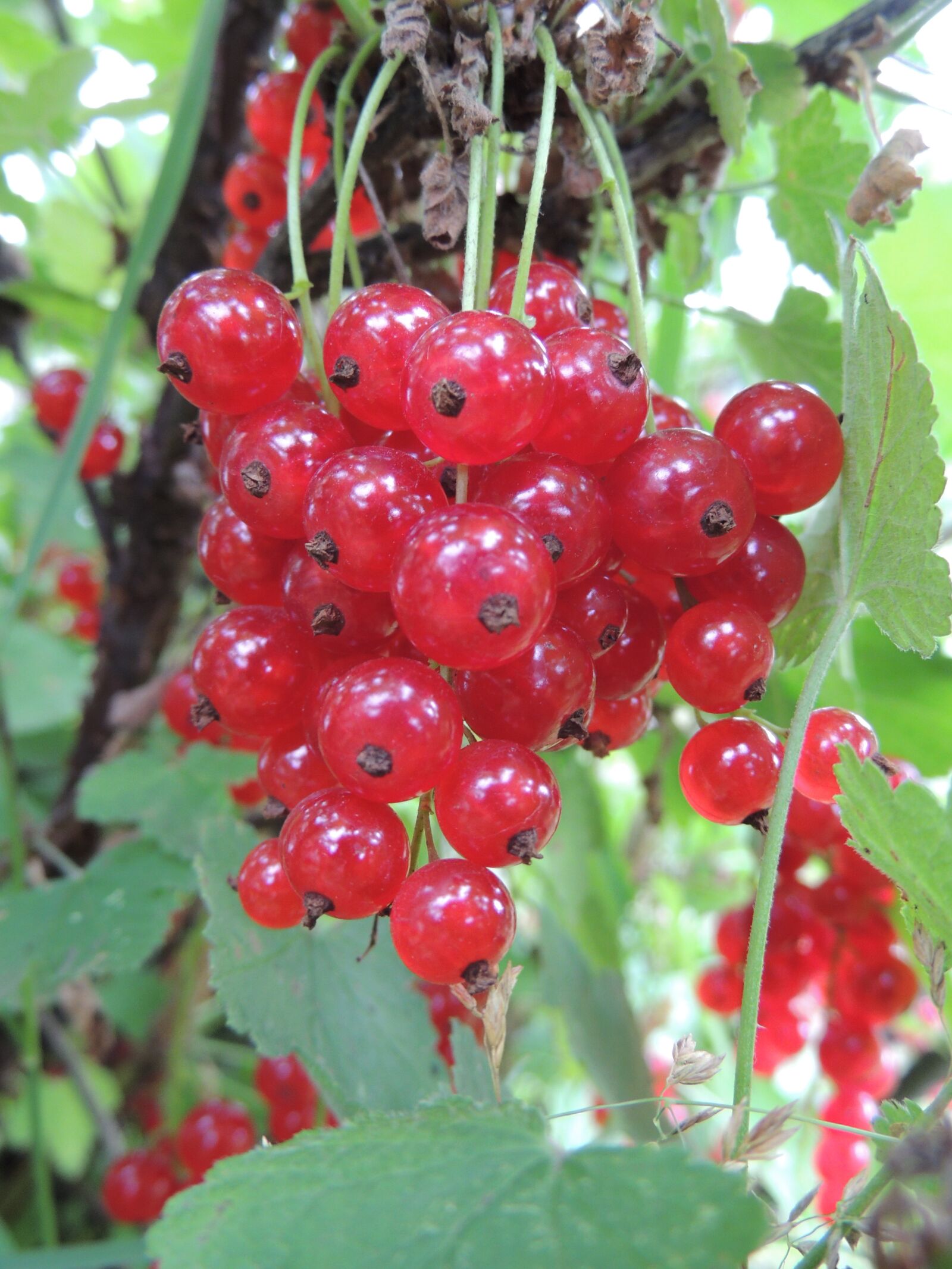 Nikon Coolpix P510 sample photo. Currant, berry, closeup photography