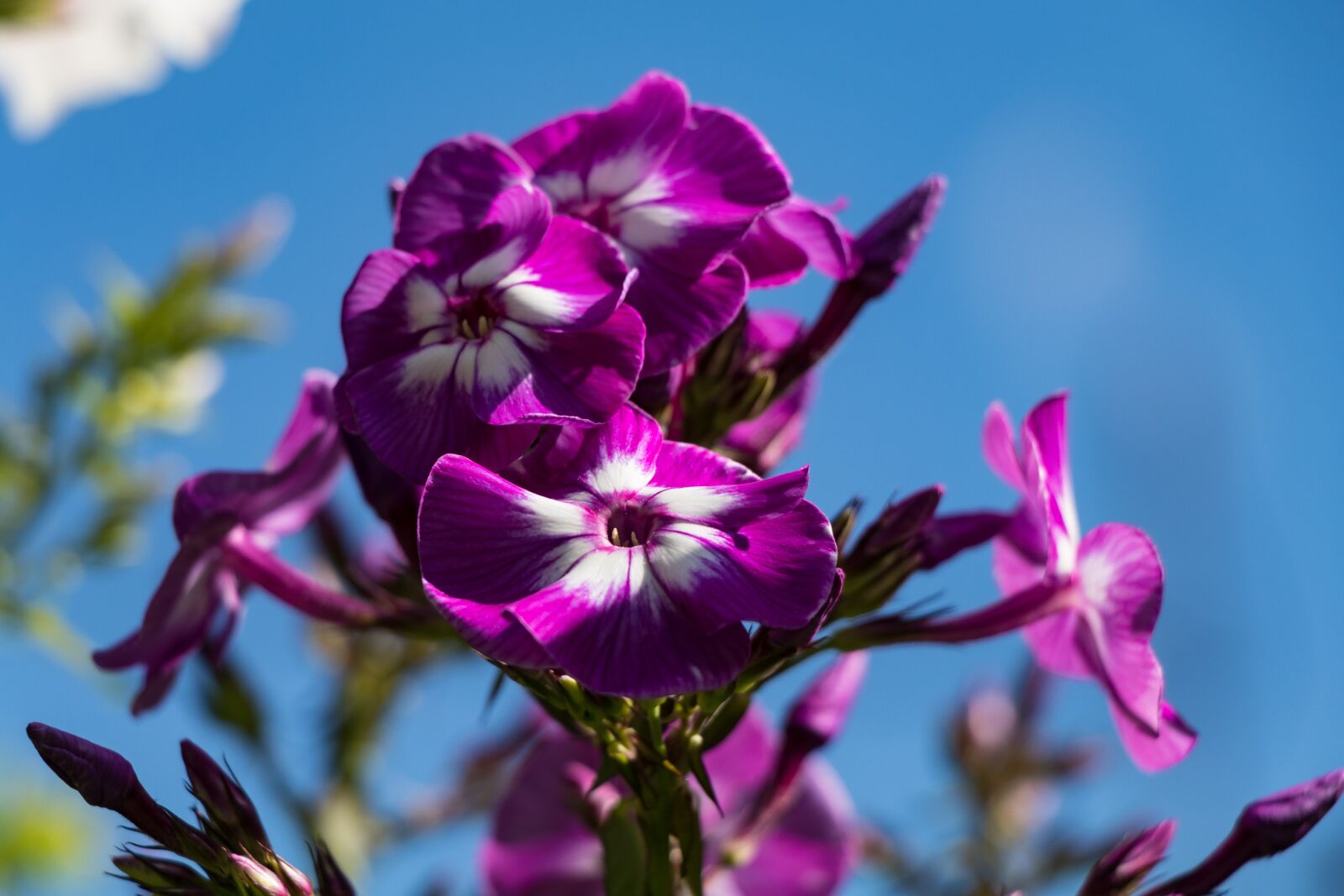 Canon EF-S 18-135mm F3.5-5.6 IS USM sample photo. Flower, sky, petals photography