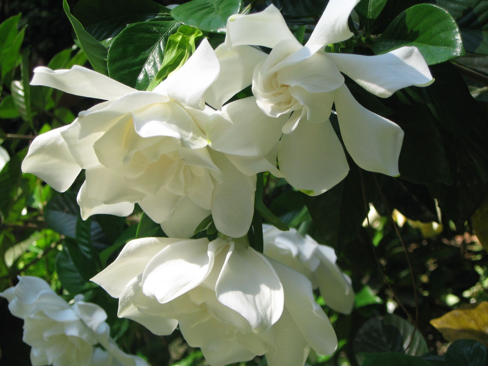 Canon POWERSHOT A570 IS sample photo. Gardenia, white, blooms photography