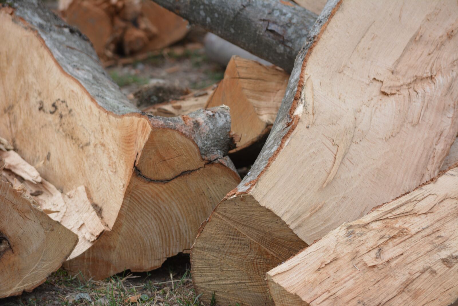 Nikon D5200 sample photo. Wood, trunks, trunks of photography