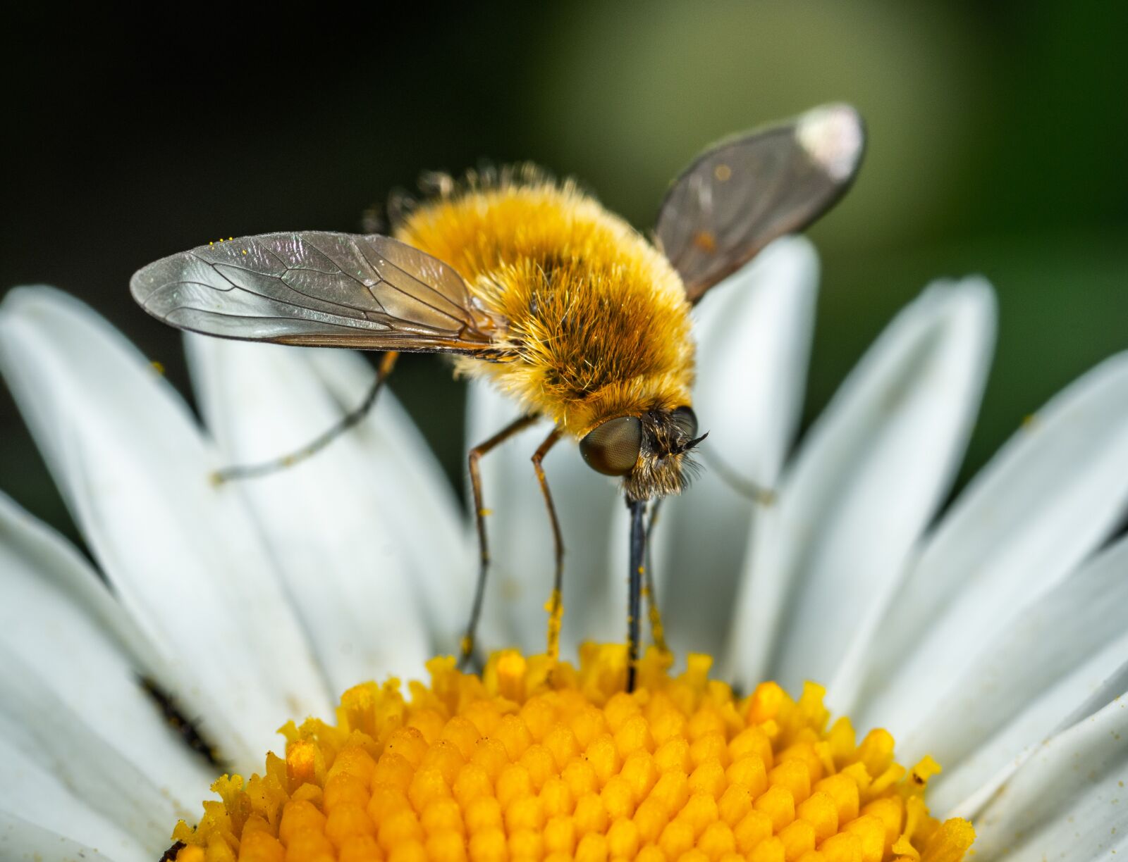 Sony a7R II sample photo. Daisy, diptera, insect photography