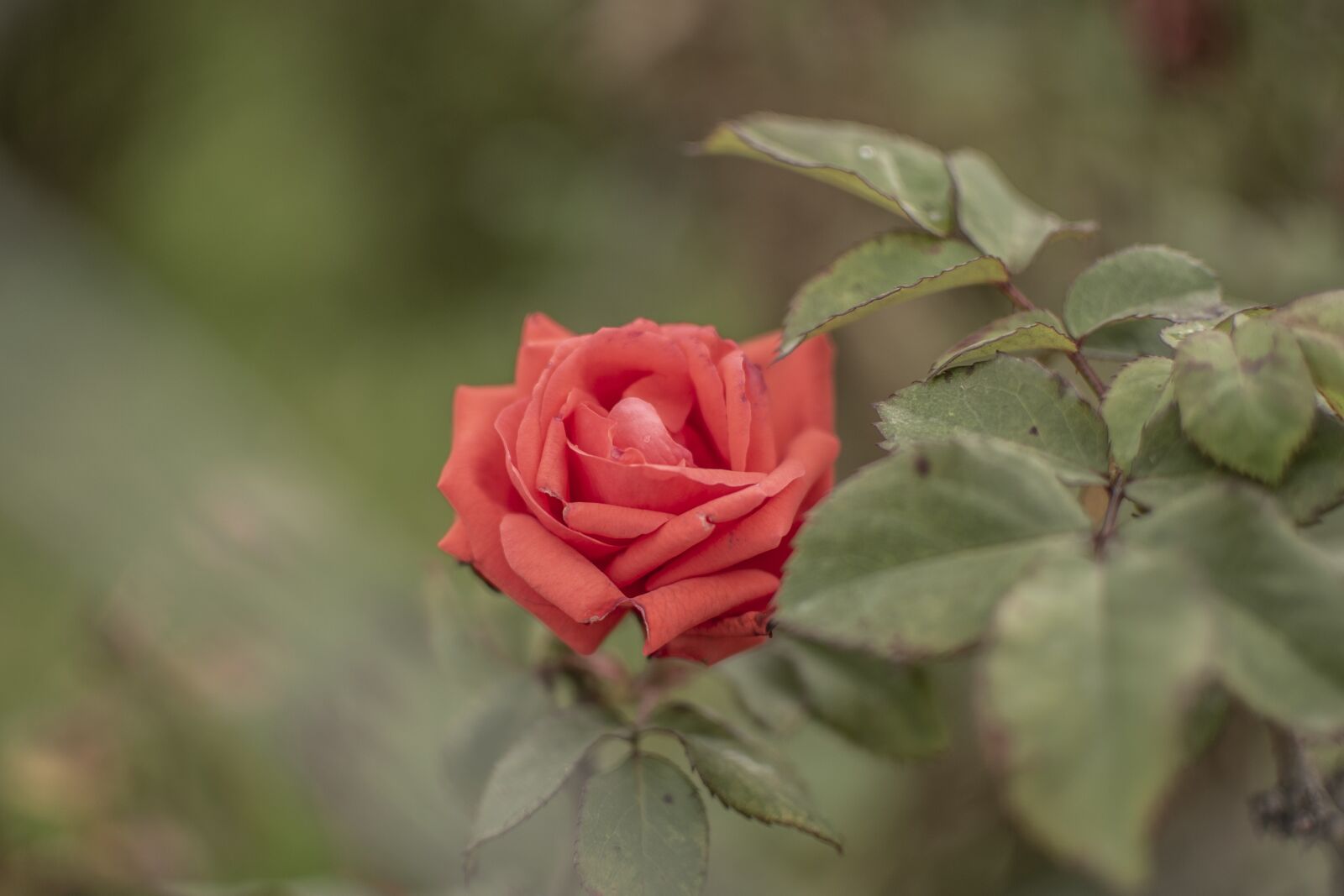 Nikon D600 sample photo. Rosa, flower, nature photography