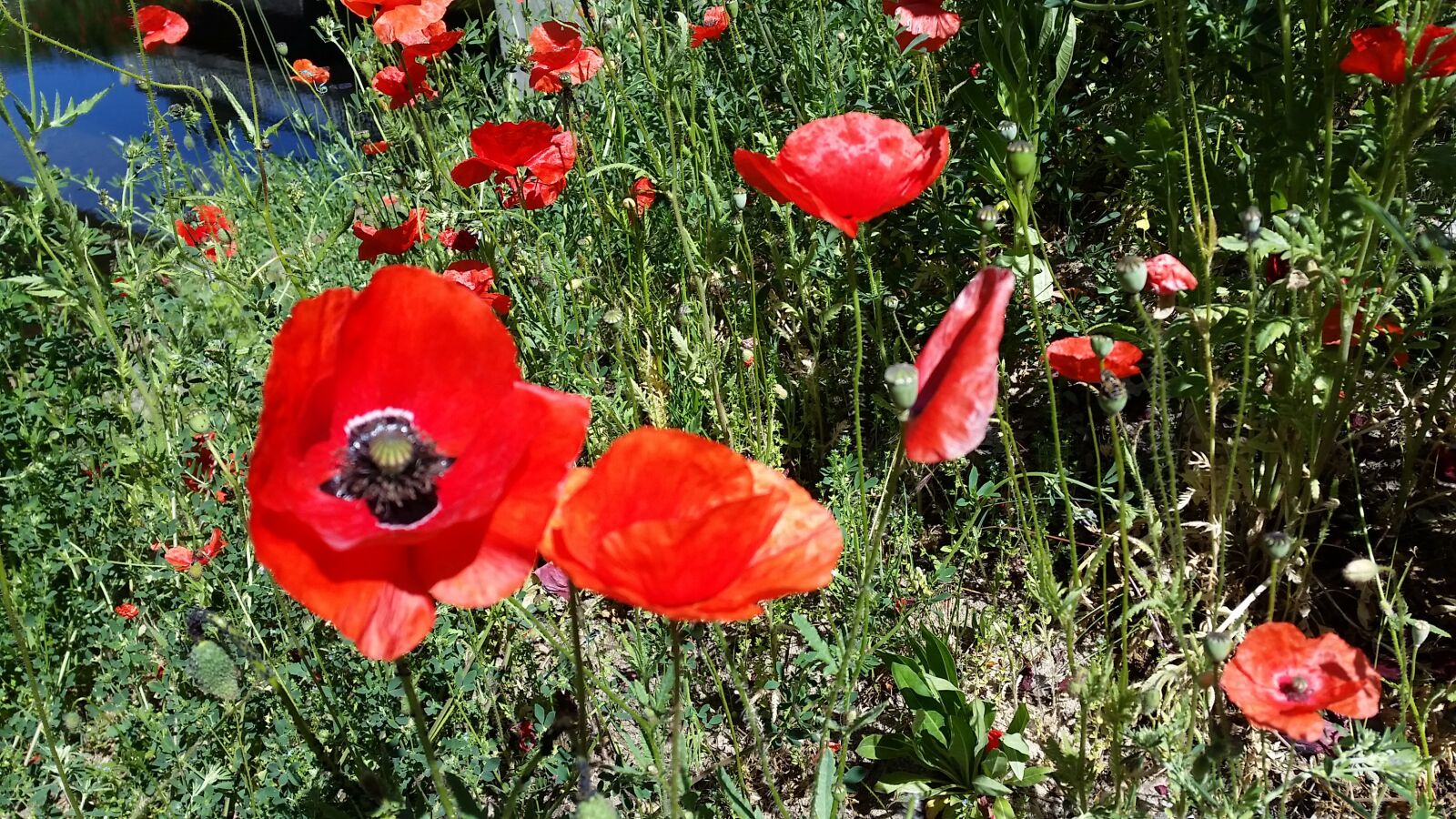 Samsung Galaxy S5 sample photo. Hummel, insect, pollination photography