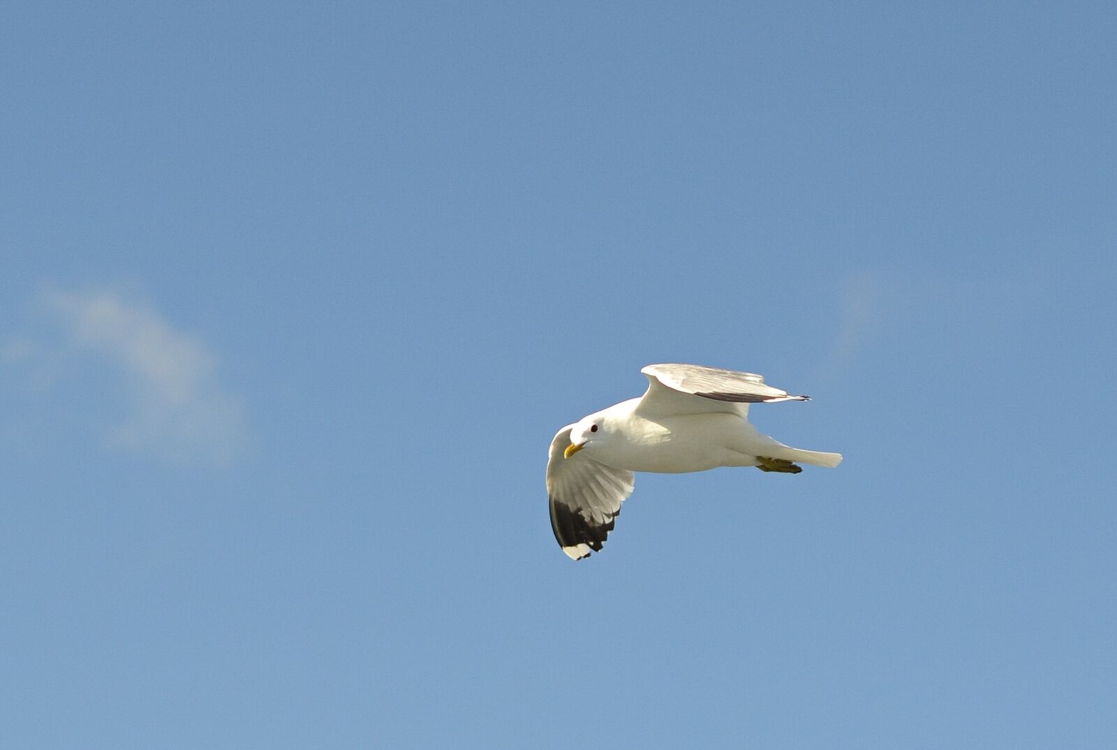 Nikon D3100 sample photo. Mew gull, seagull, flight photography