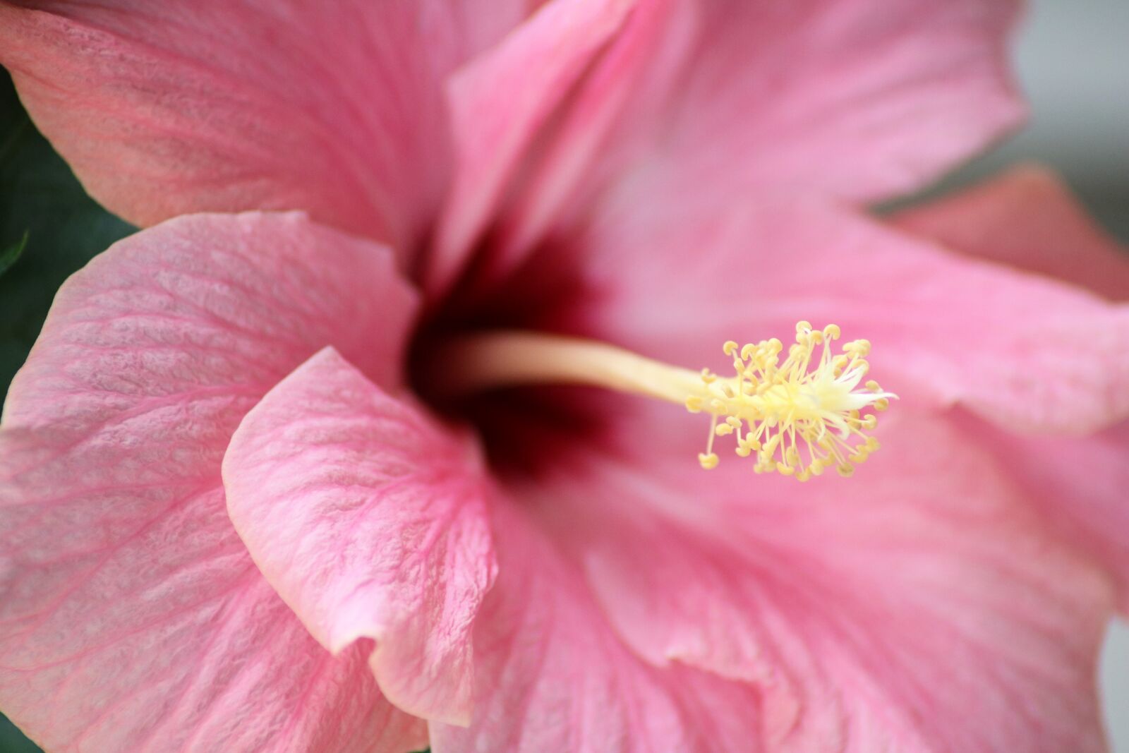 Canon EOS 750D (EOS Rebel T6i / EOS Kiss X8i) sample photo. Flower, spring, nature photography