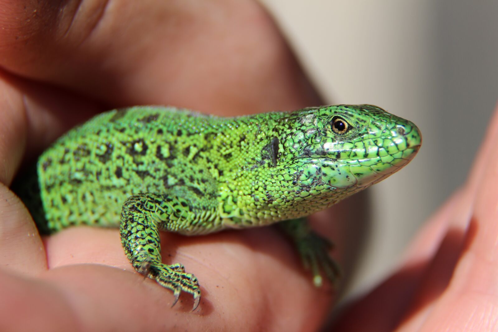 Canon EF-S 18-135mm F3.5-5.6 IS sample photo. Lizard, reptile, green photography