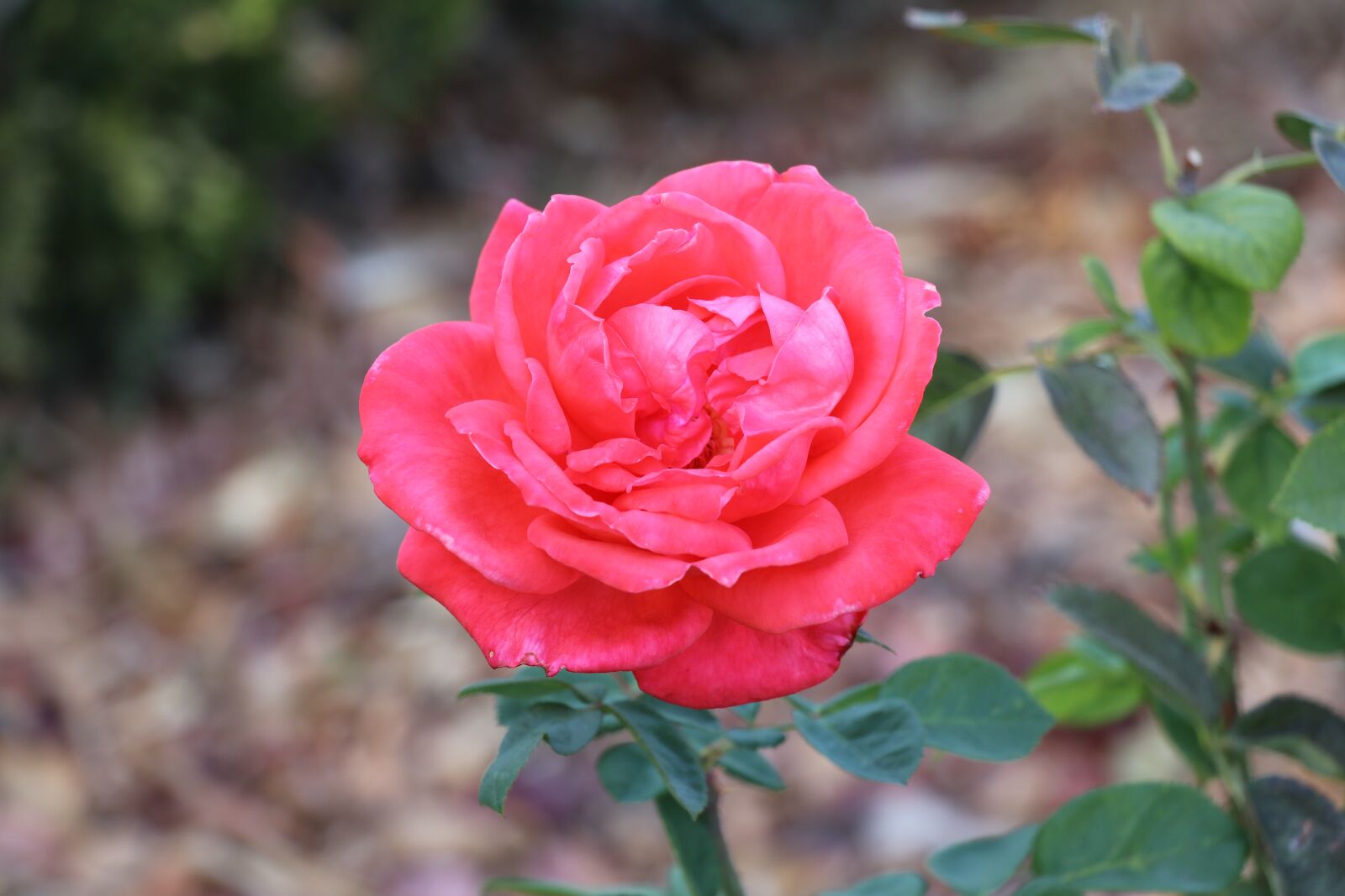 Canon EF-S 18-135mm F3.5-5.6 IS USM sample photo. Jardim botanico d'ajuda, flower photography
