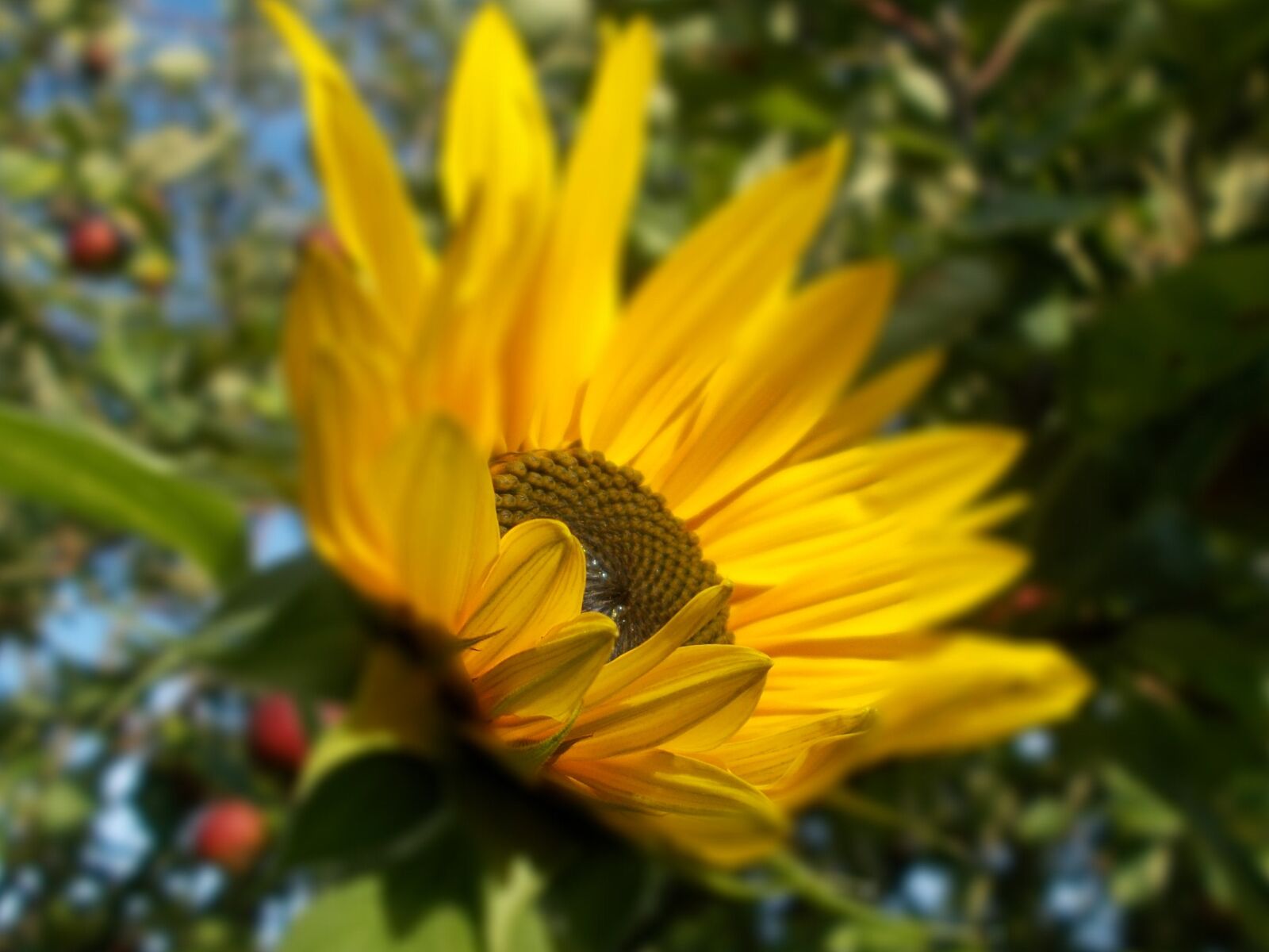 Nikon COOLPIX L29 sample photo. Sunflower, yellow, blossom photography