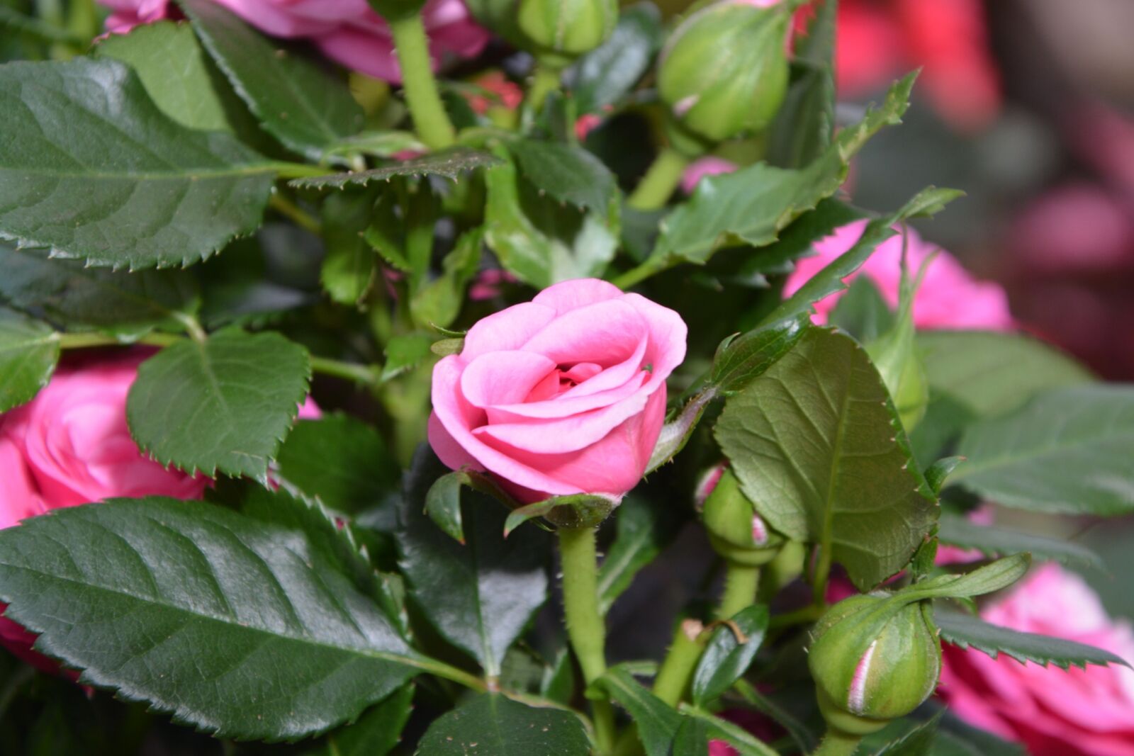 Nikon D5200 sample photo. Pink flower, pink, offer photography