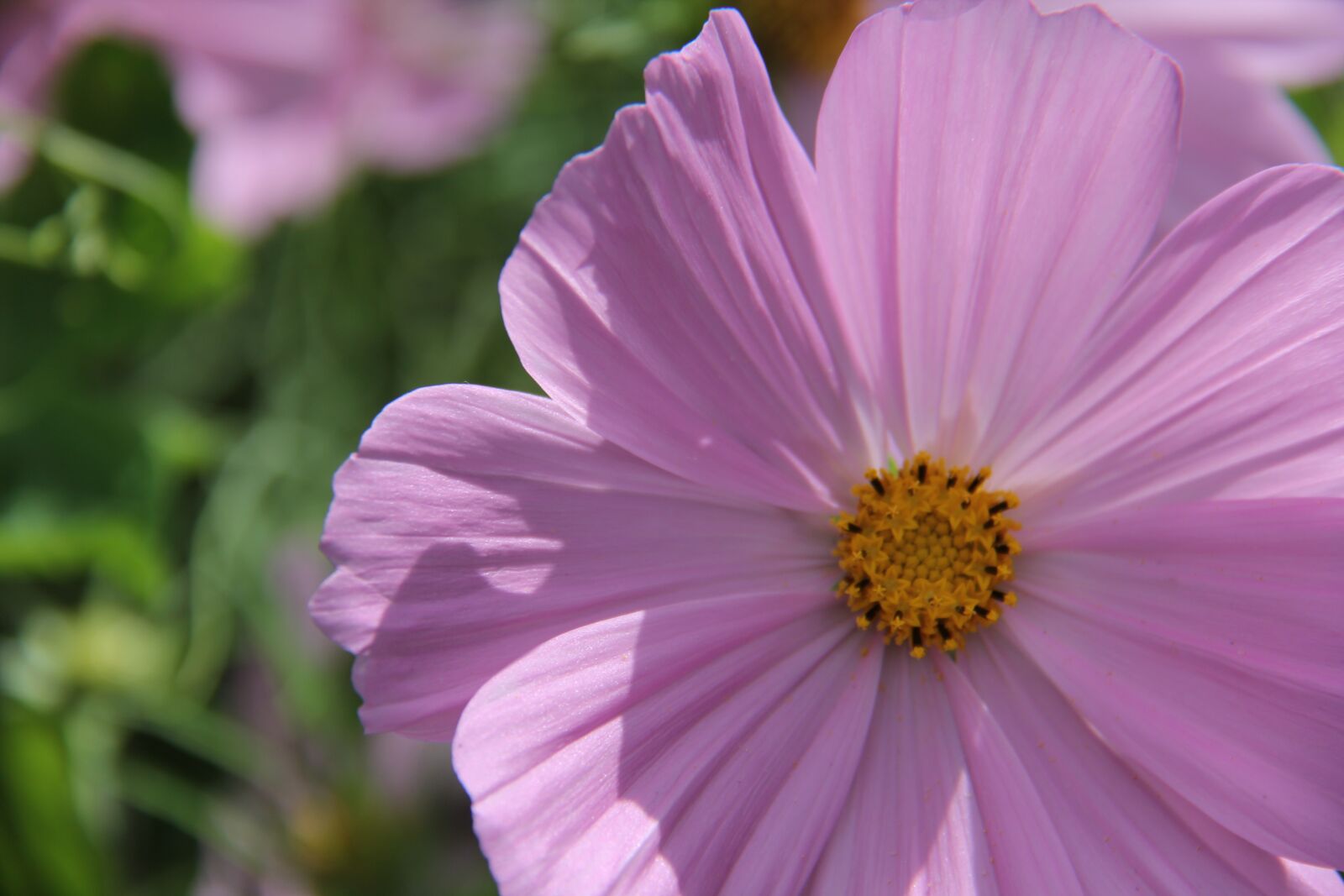 Canon EF-S 18-200mm F3.5-5.6 IS sample photo. Cosmea, pink, sunny photography