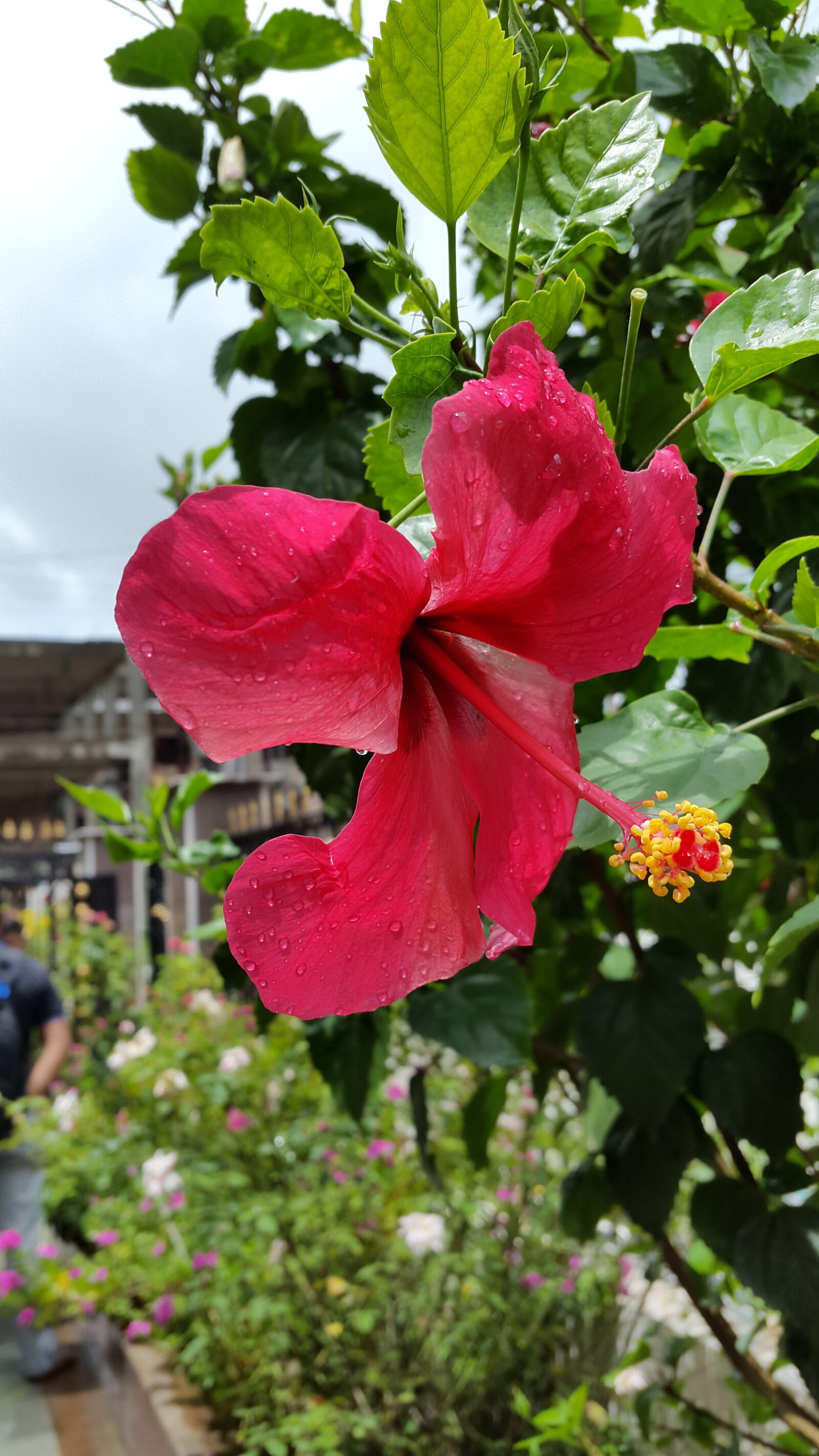 Samsung Galaxy S5 sample photo