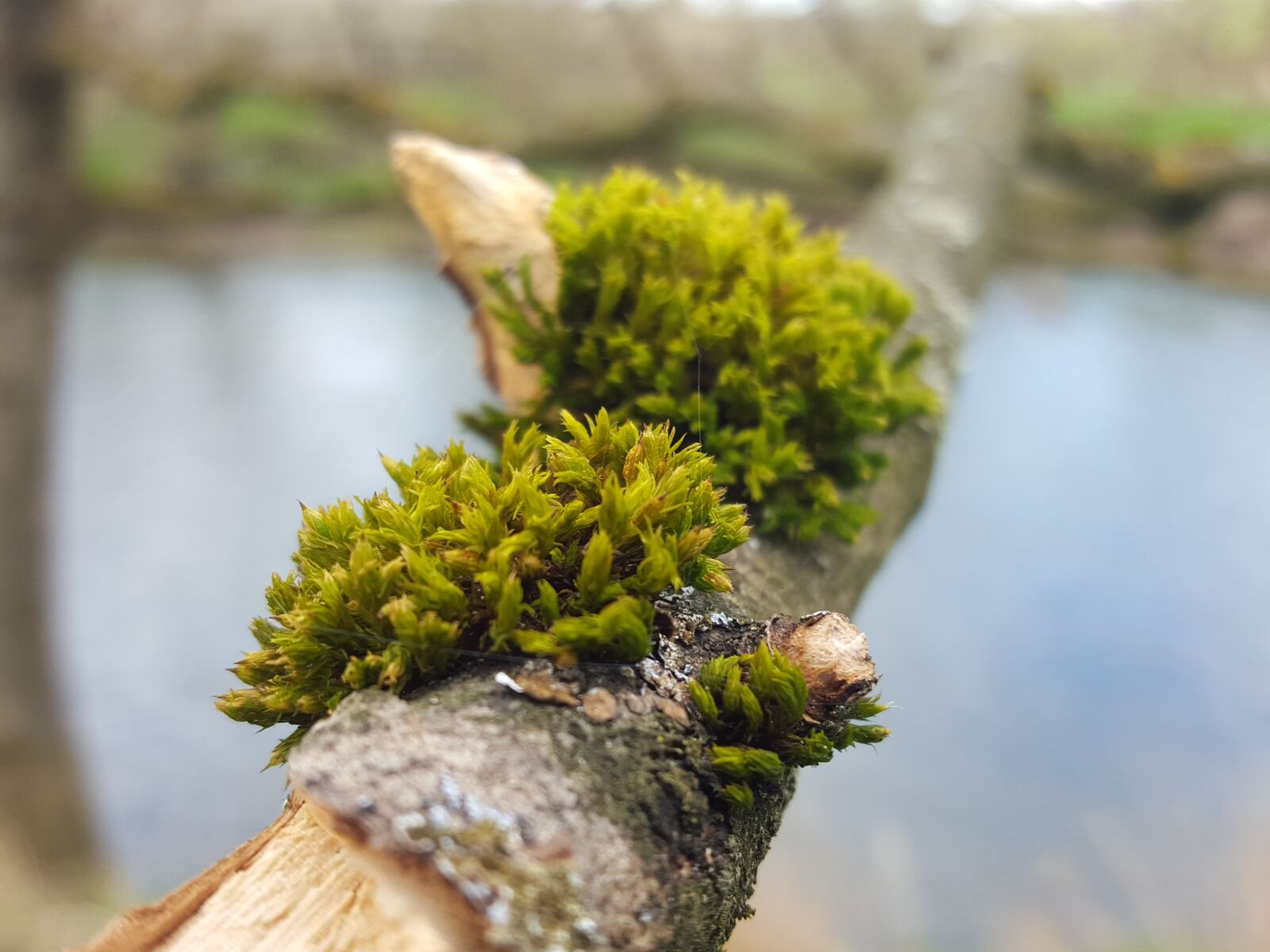Samsung Galaxy S6 sample photo. Moss, branch, nature photography