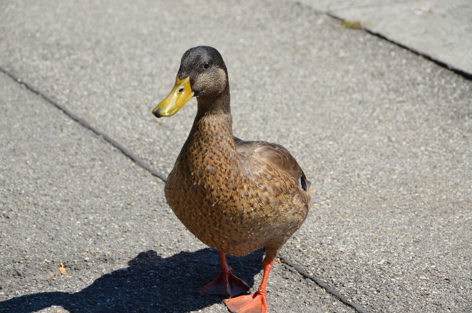 Nikon D7200 sample photo. Duck, starnberger see, water photography