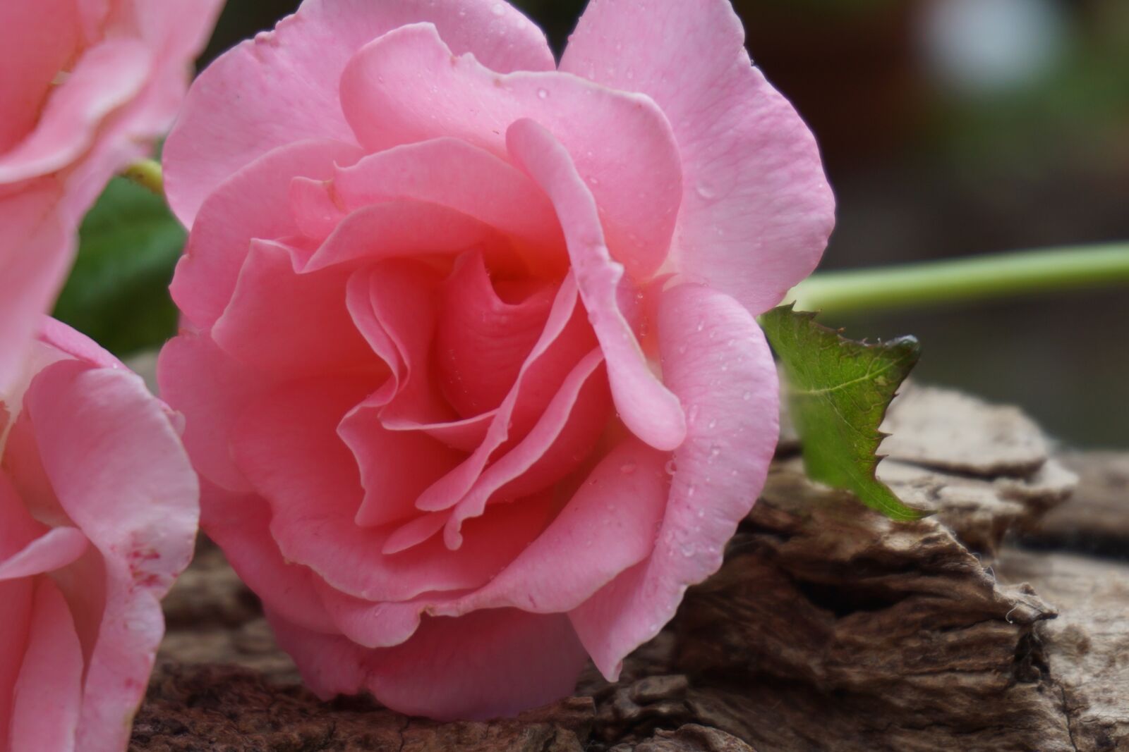 Sony a6000 sample photo. Rose, blossom, bloom photography