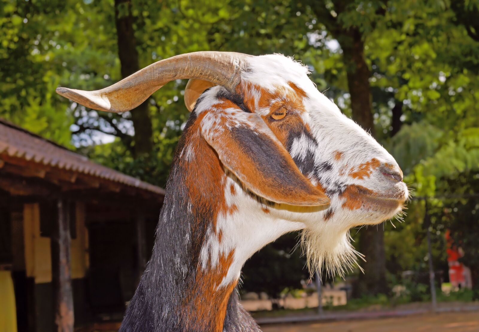 Sony a99 II sample photo. Billy goat, livestock, goatee photography