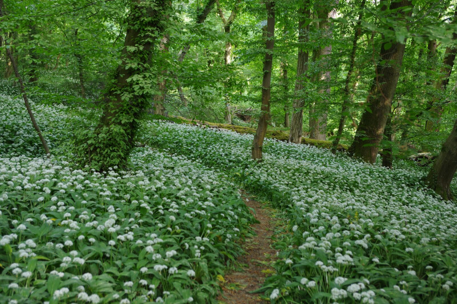 Pentax K-3 sample photo. Bear's garlic, nature, leaf photography