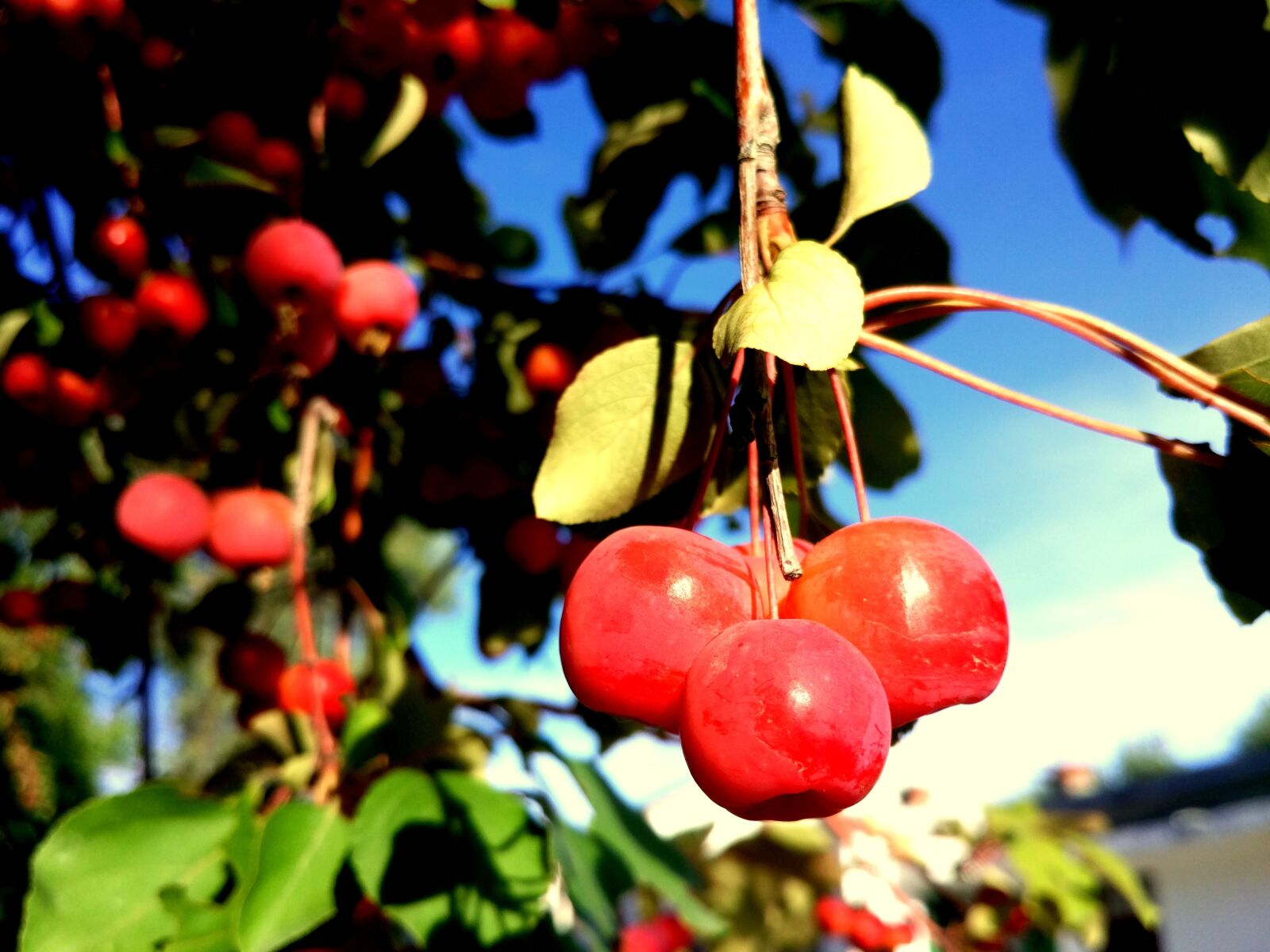 Xiaomi Mi-4c sample photo. Wild fruits, tree, autumn photography