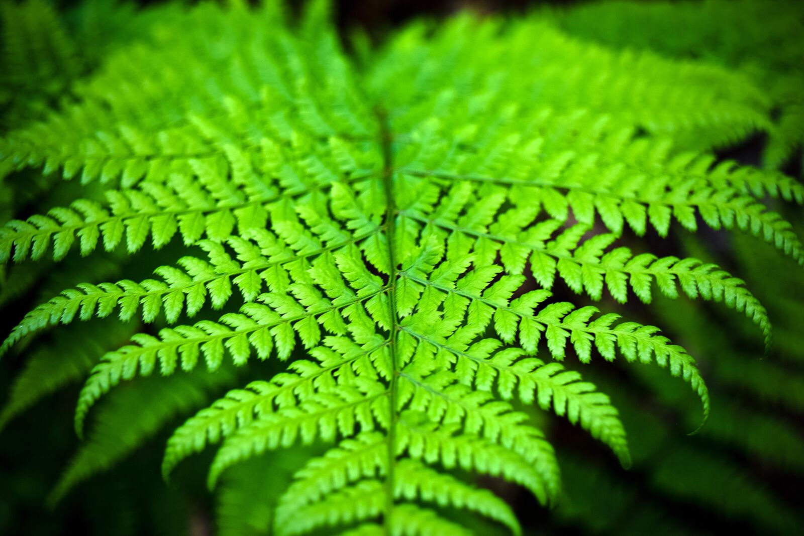 Nikon D3300 sample photo. Fern, plant, nature photography