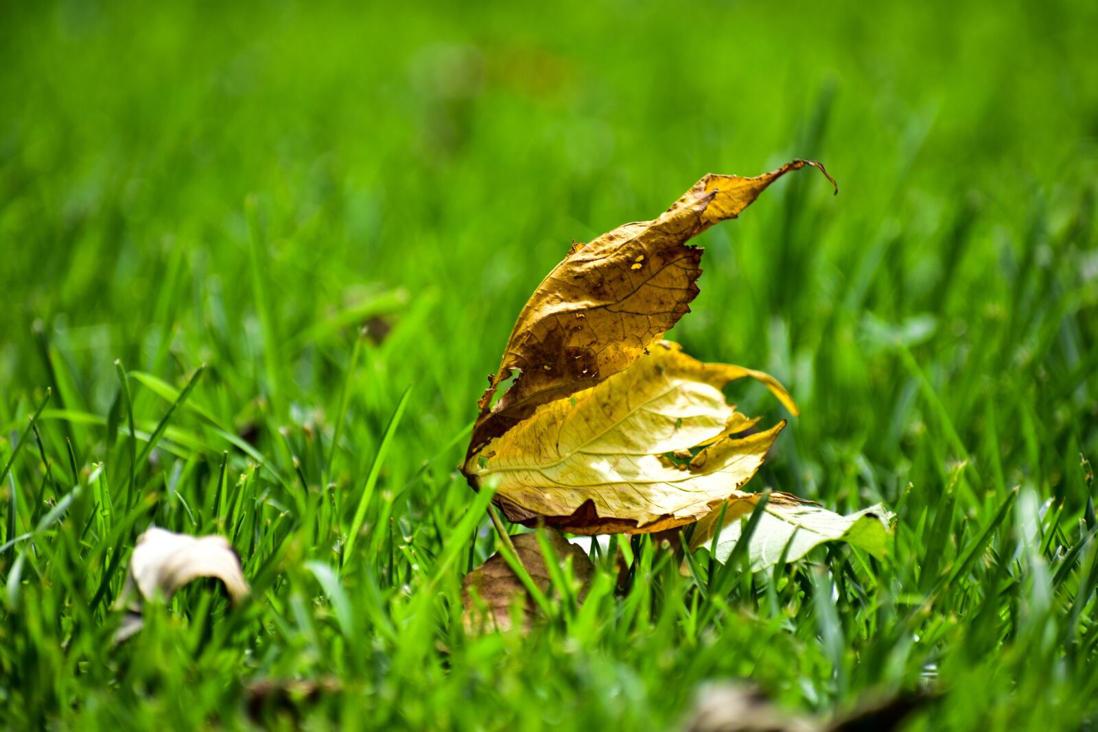 Nikon D3400 sample photo. Dry leaf, plain, leaf photography
