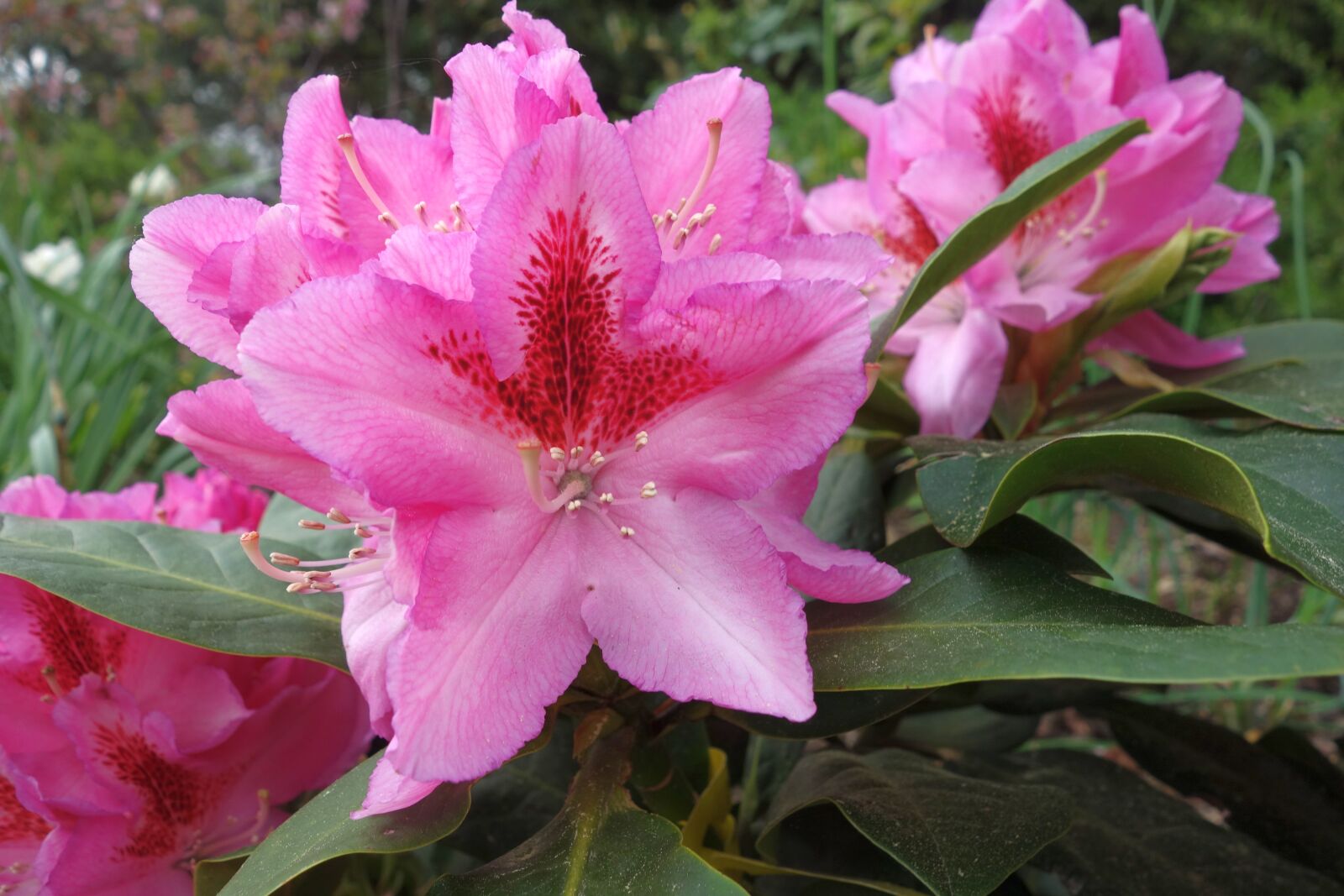 Sony Cyber-shot DSC-RX100 sample photo. Rhododendron, nature, flower photography