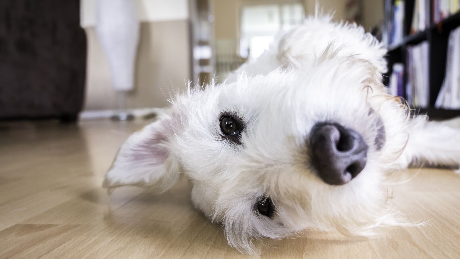 Fujifilm XC 16-50mm F3.5-5.6 OIS II sample photo. Dog, floor, face photography