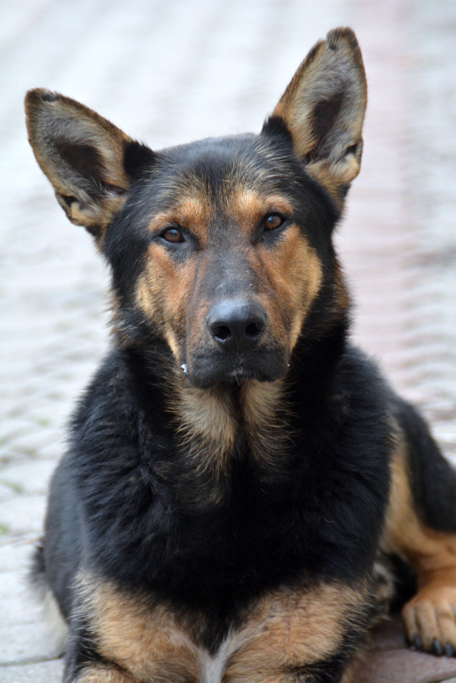 Nikon D5200 sample photo. Dog, mammal, canidae photography