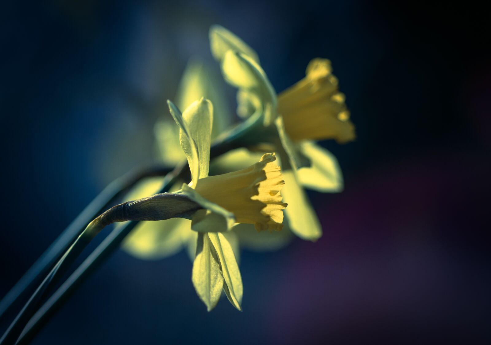 Pentax smc D-FA 100mm F2.8 Macro WR sample photo. Daffodils, spring flowers, yellow photography