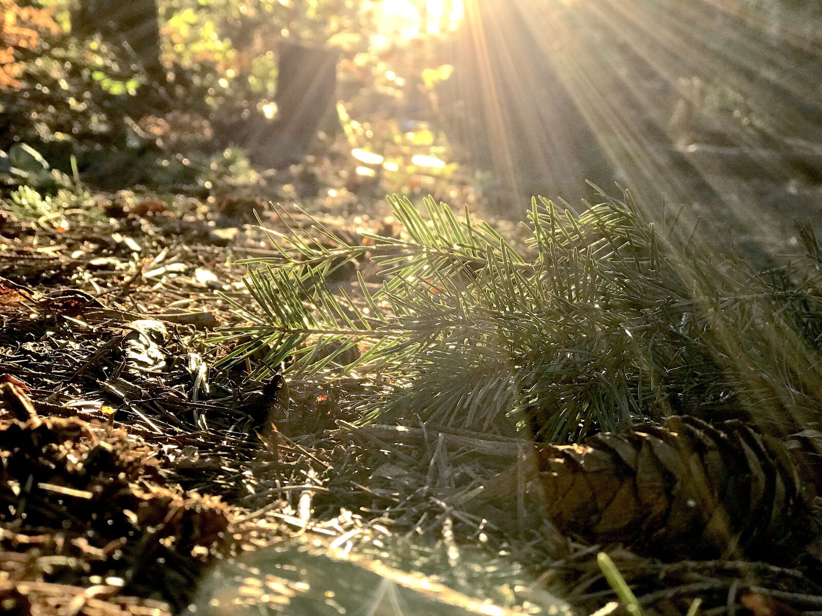 iPhone 7 Plus back dual camera 6.6mm f/2.8 sample photo. Forest, nature, environment photography