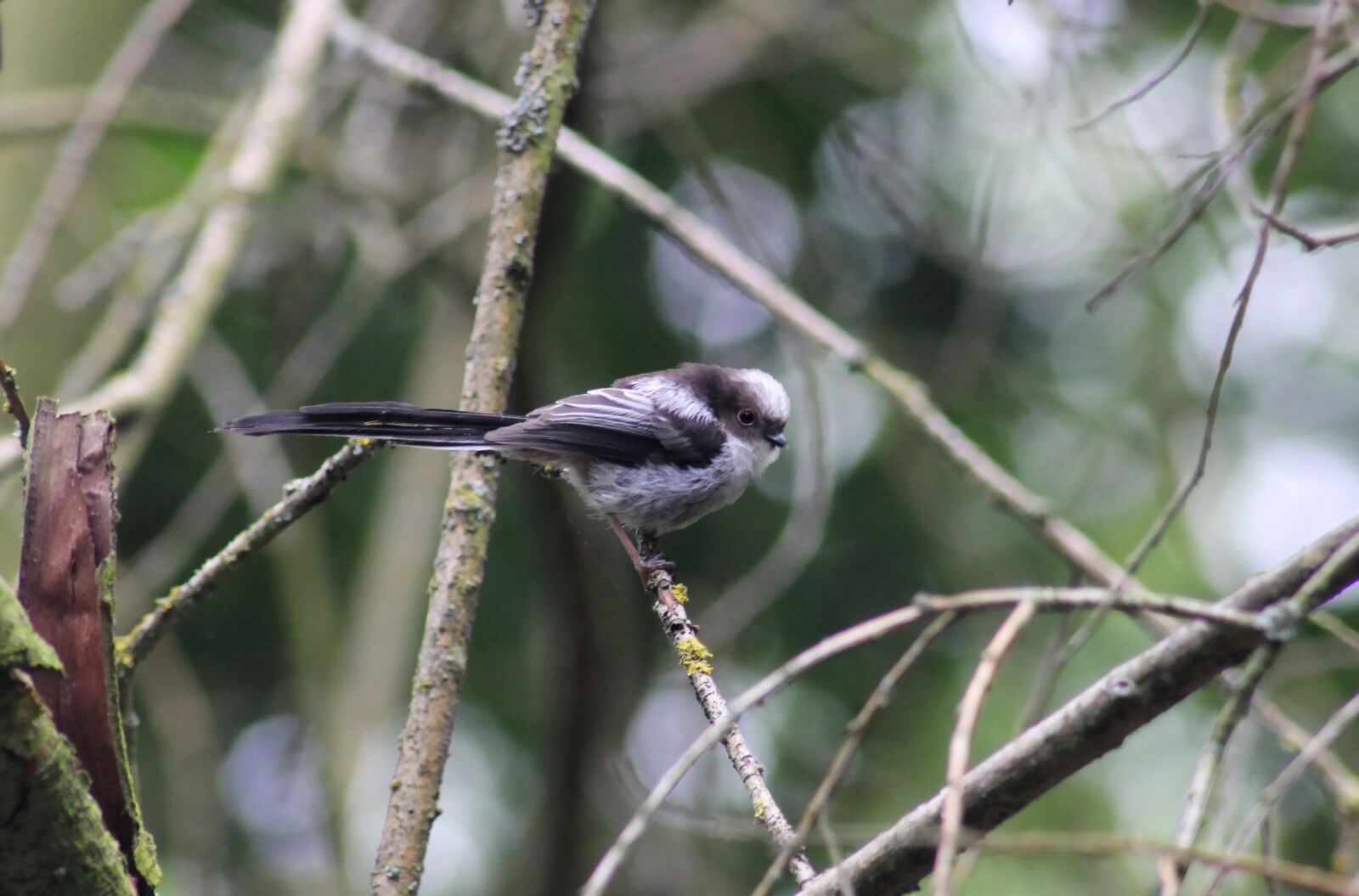 Canon EOS 550D (EOS Rebel T2i / EOS Kiss X4) sample photo. Long tailed tit, bird photography