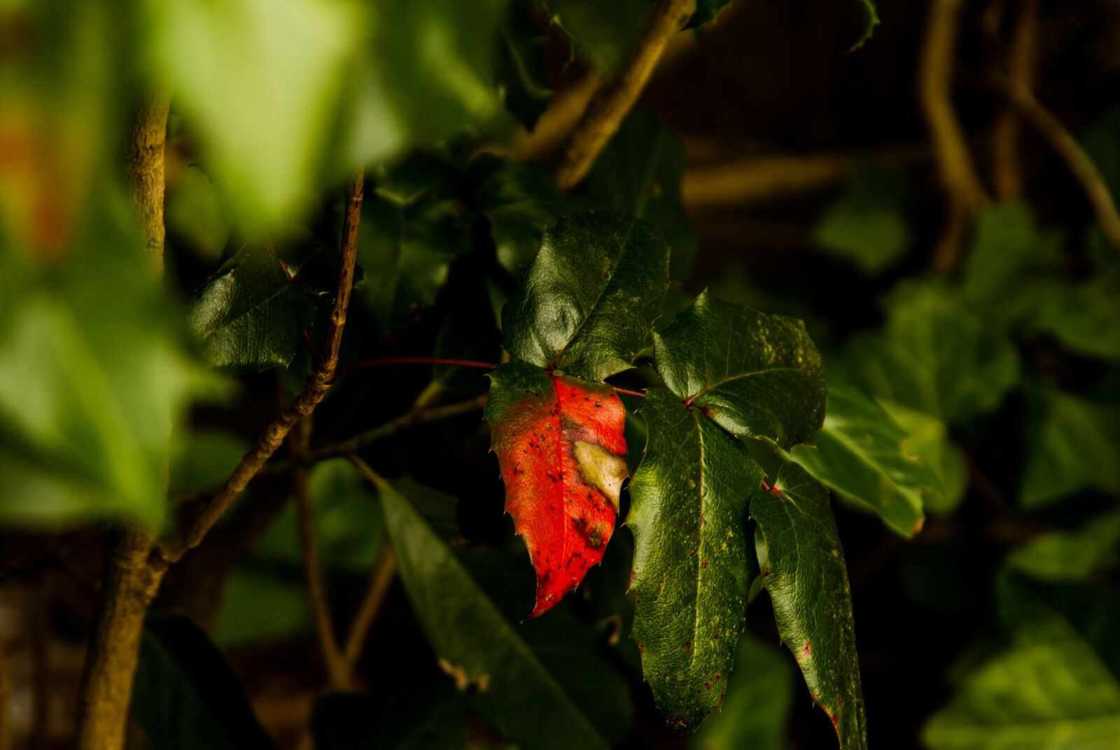 Sony Alpha DSLR-A200 sample photo. Leaves, red, green photography