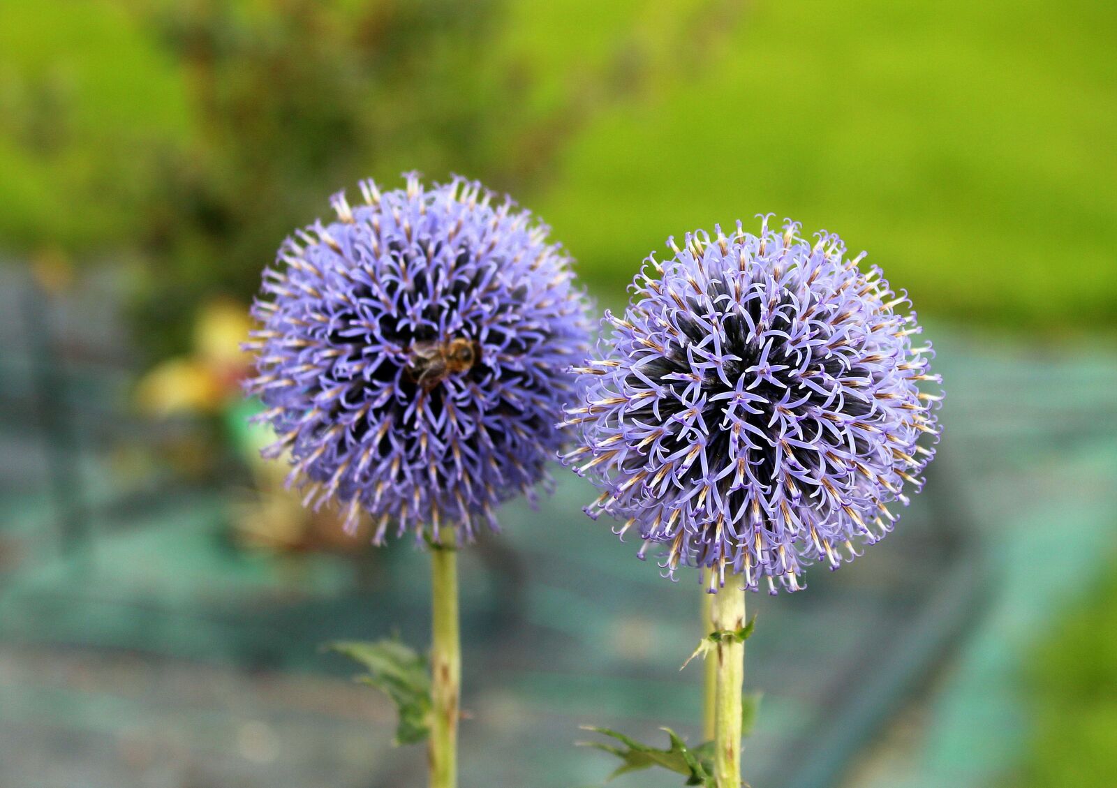 Canon EOS 1200D (EOS Rebel T5 / EOS Kiss X70 / EOS Hi) sample photo. Przegorzan, milk thistle is photography
