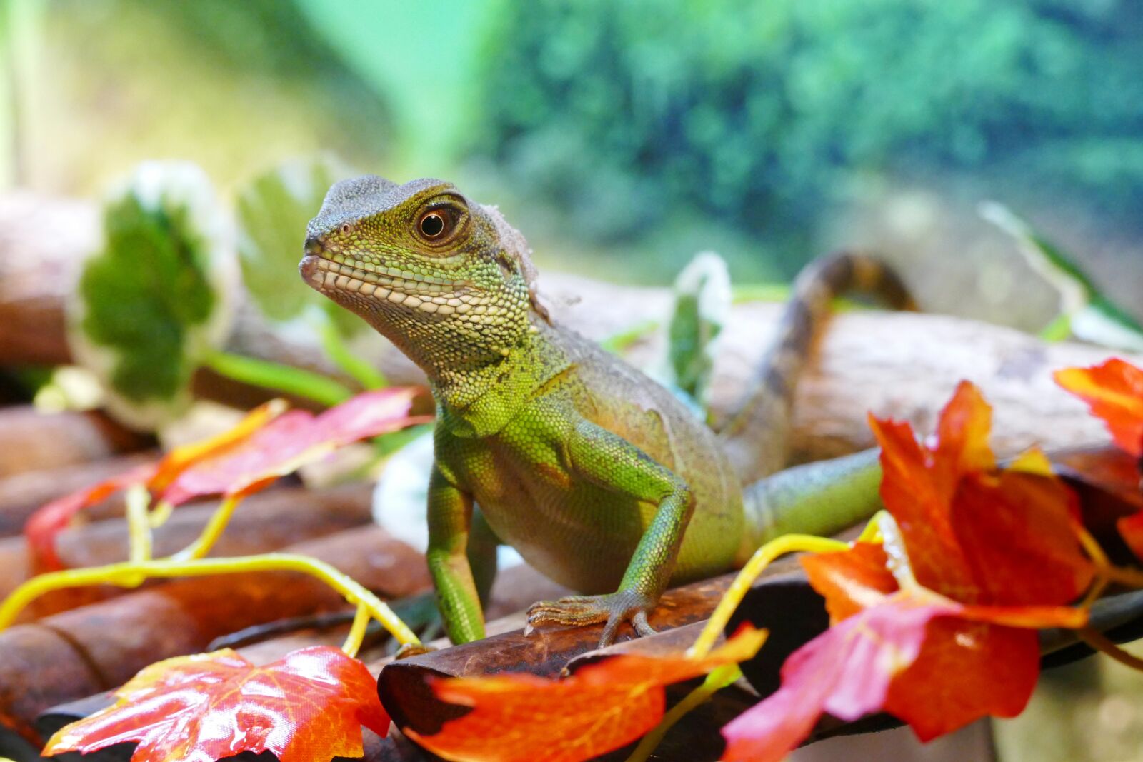 Panasonic Lumix DMC-FZ1000 sample photo. Chinese water dragon, lizard photography