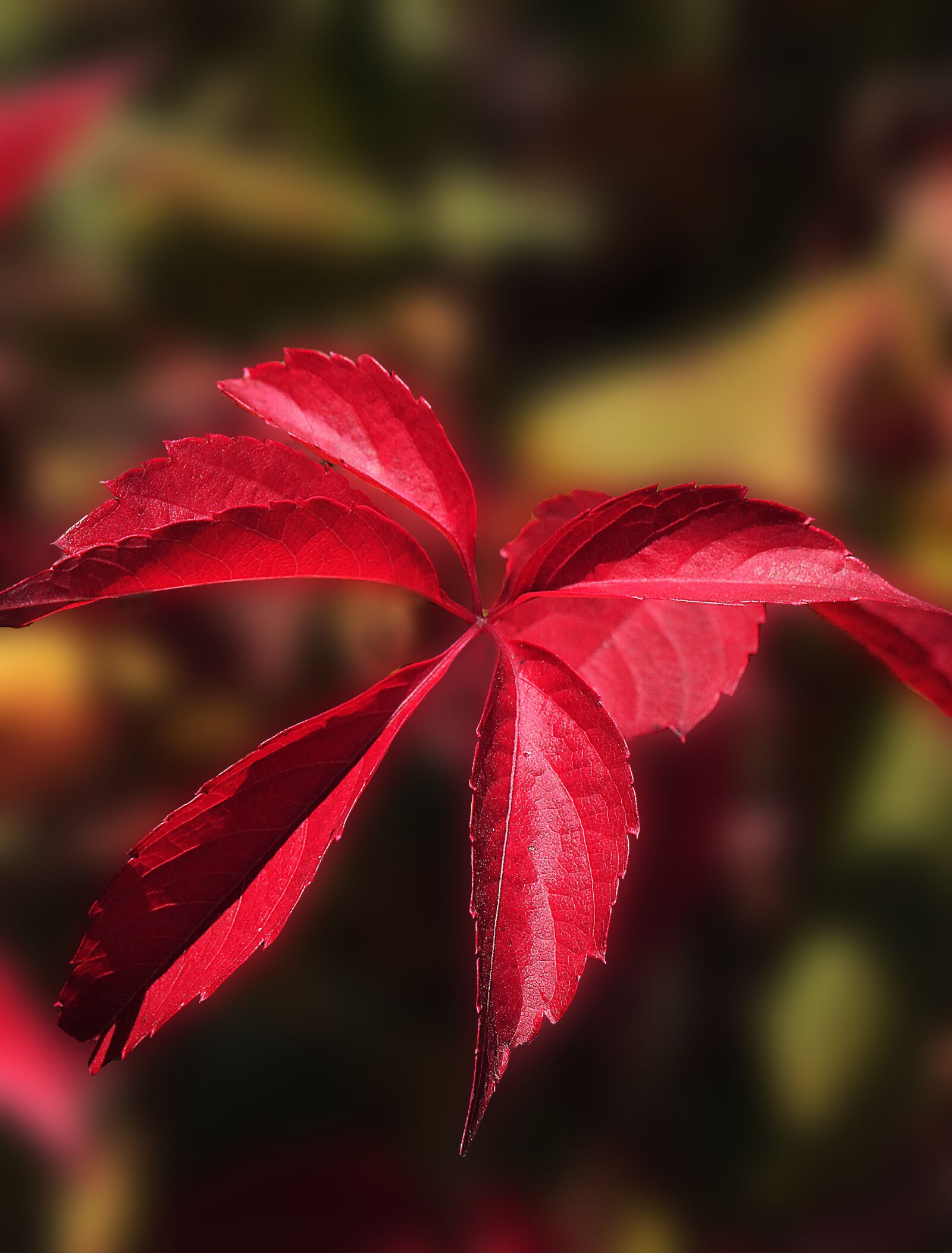 Canon EOS 5D Mark II sample photo. Foliage, red leaves, autumn photography